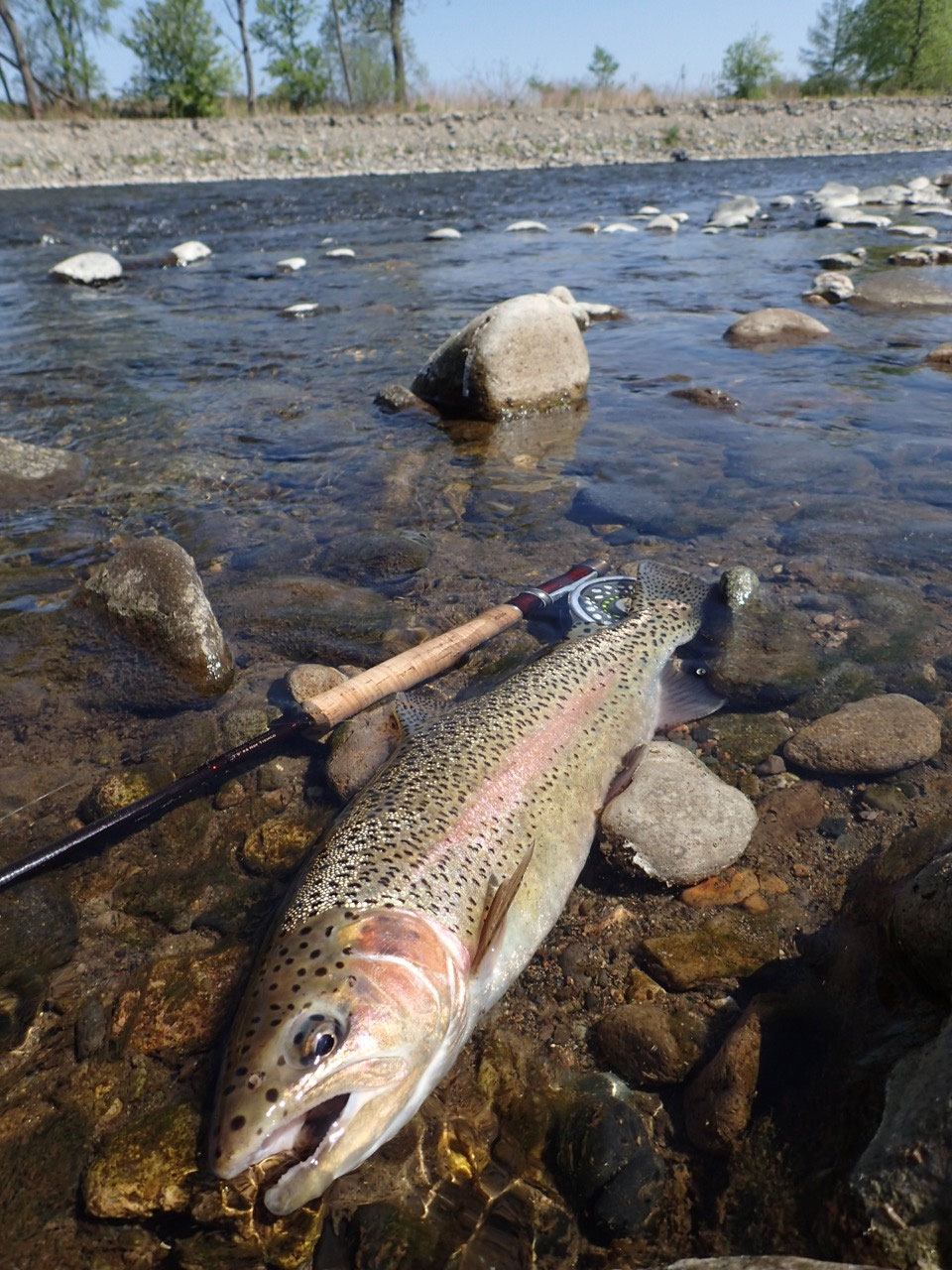 レインボー - lodgeluckyfield ページ!