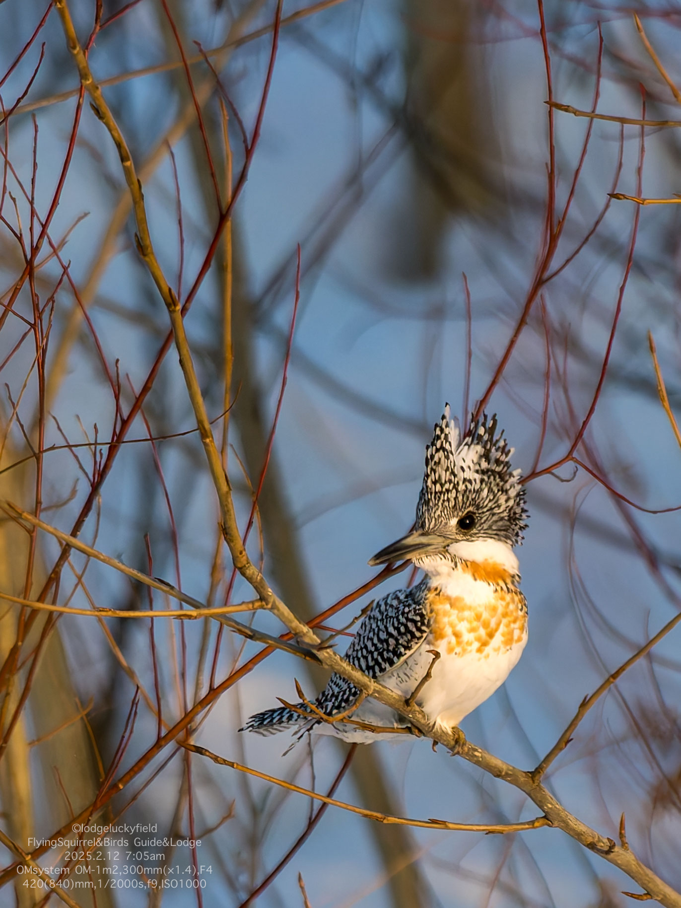 ヤマセミ Photographing a Kingfisher - lodgeluckyfield ページ！