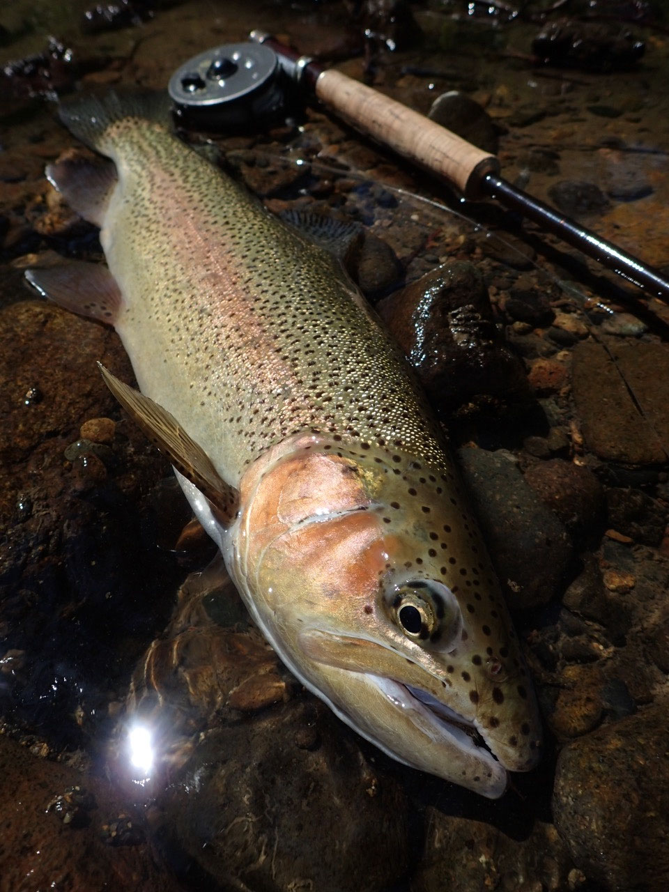 2km区間で - lodgeluckyfield ページ!