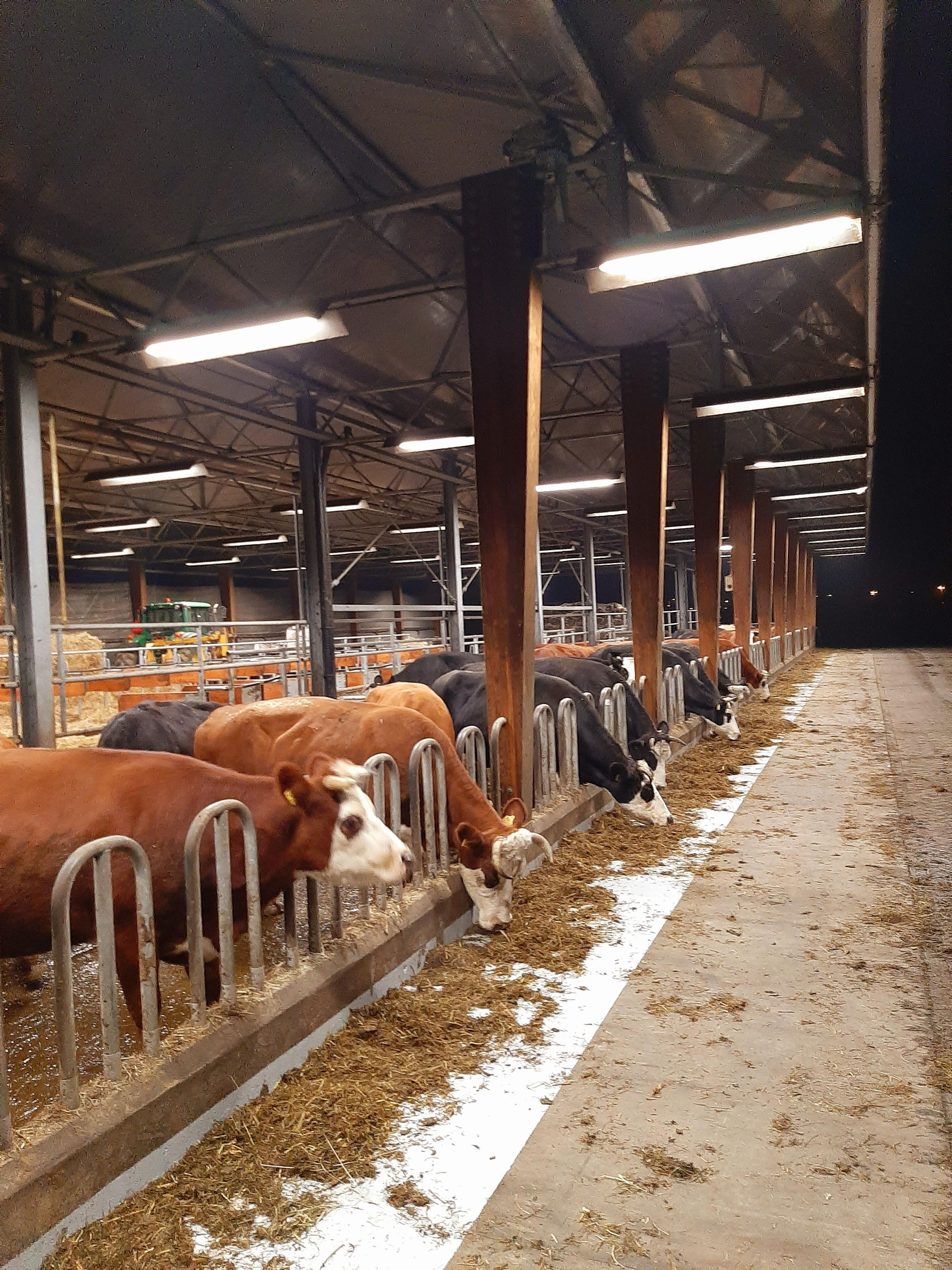 DO COWS NEED LIGHT IN THE COWSHED AT NIGHT? www.stockmanship.eu