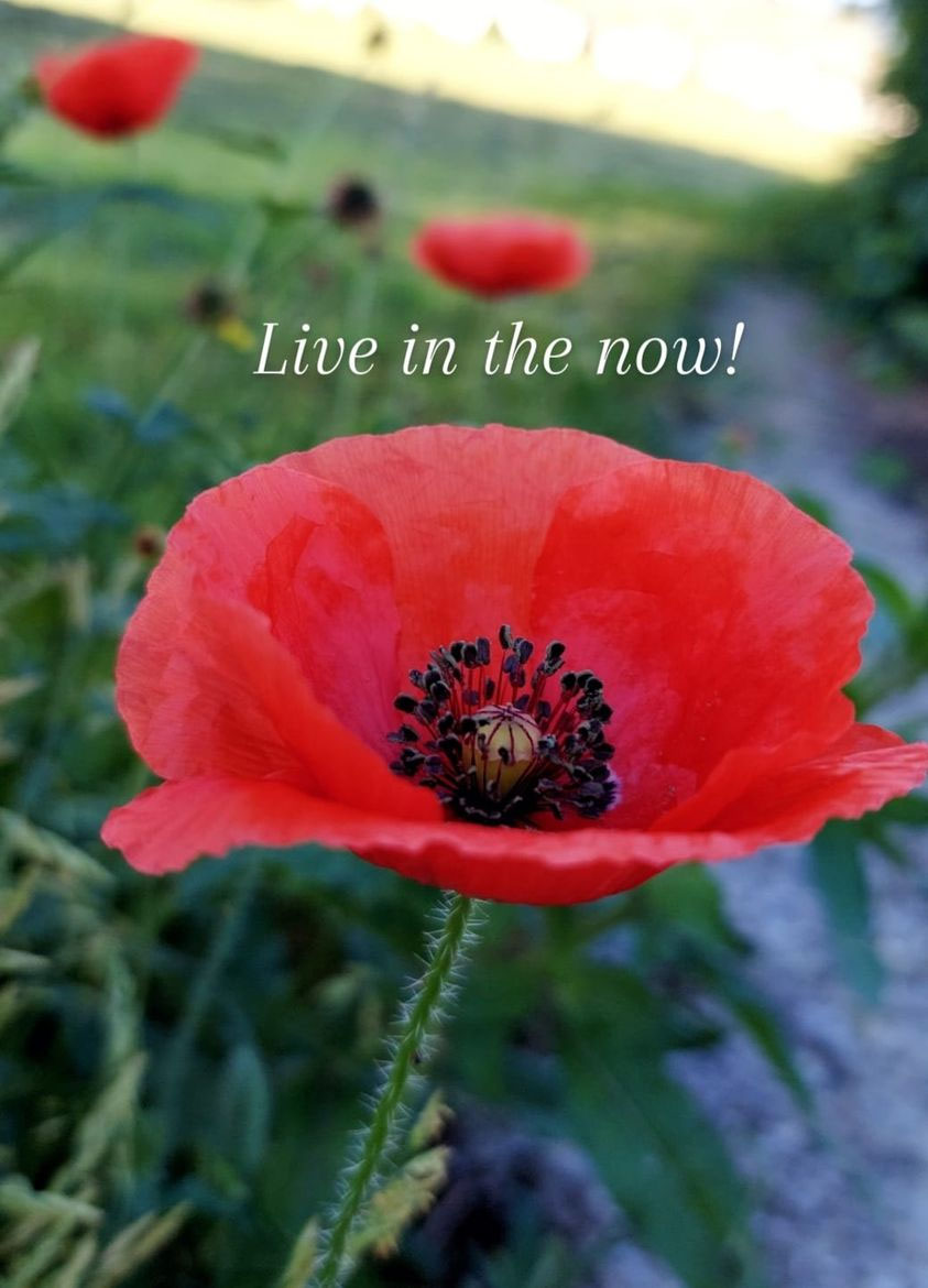 Live In The Now Empathie ateliers Webseite 