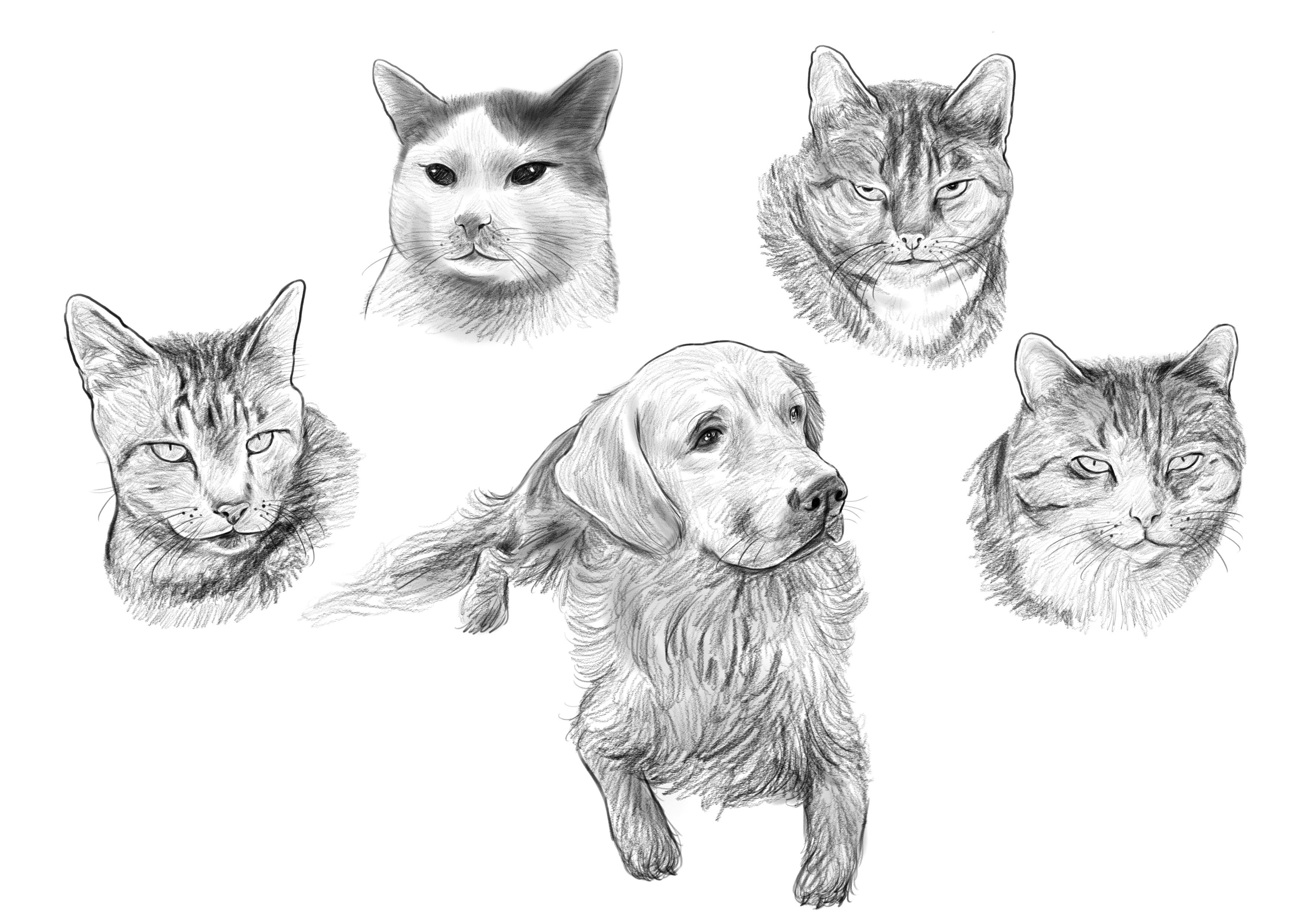 Karikatur, Portrait Hund, Katze, Haustier Portrait vom Foto