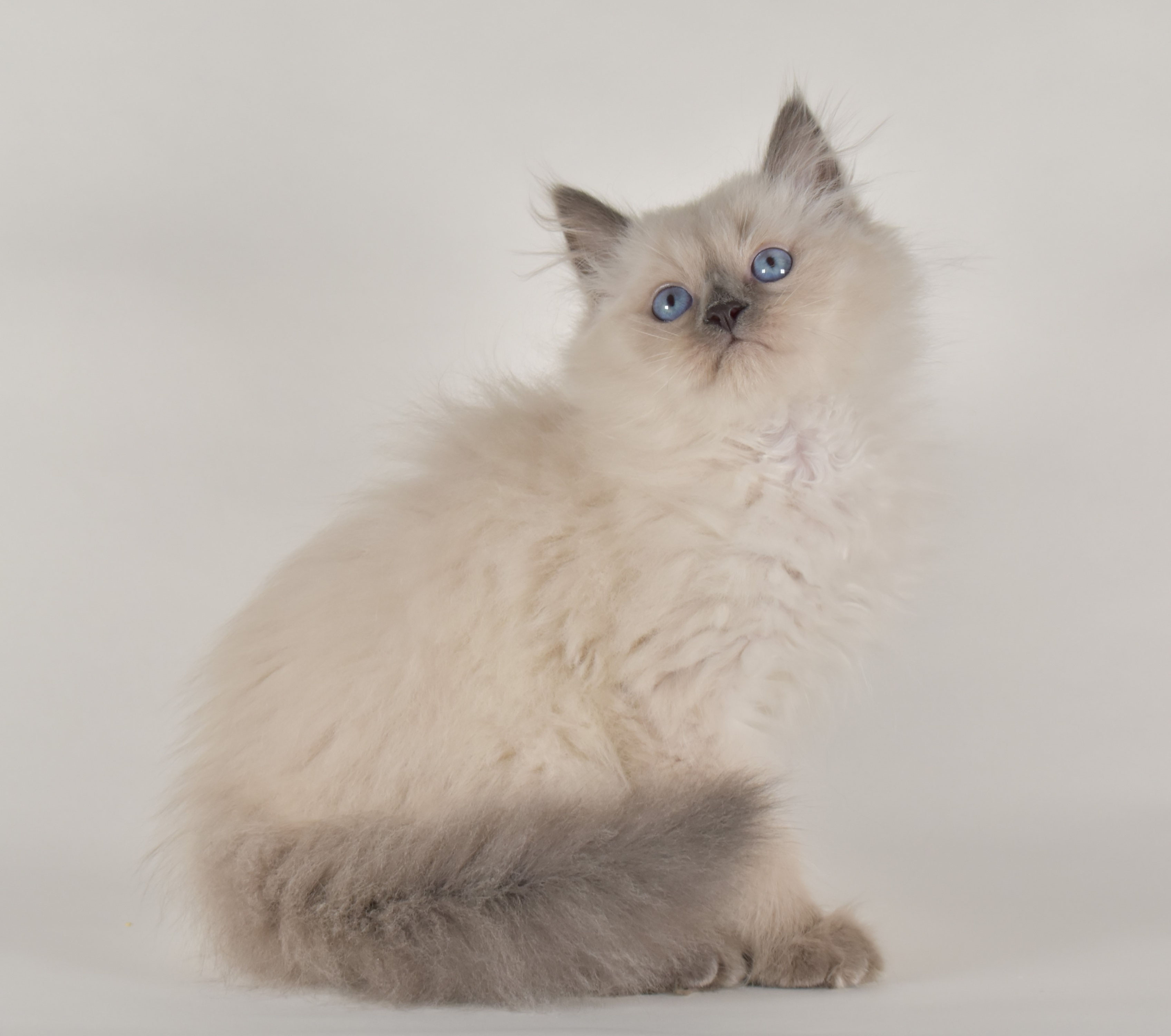 Cuccioli nelle nuove case - Gemme del Nord, image size:3392x3000