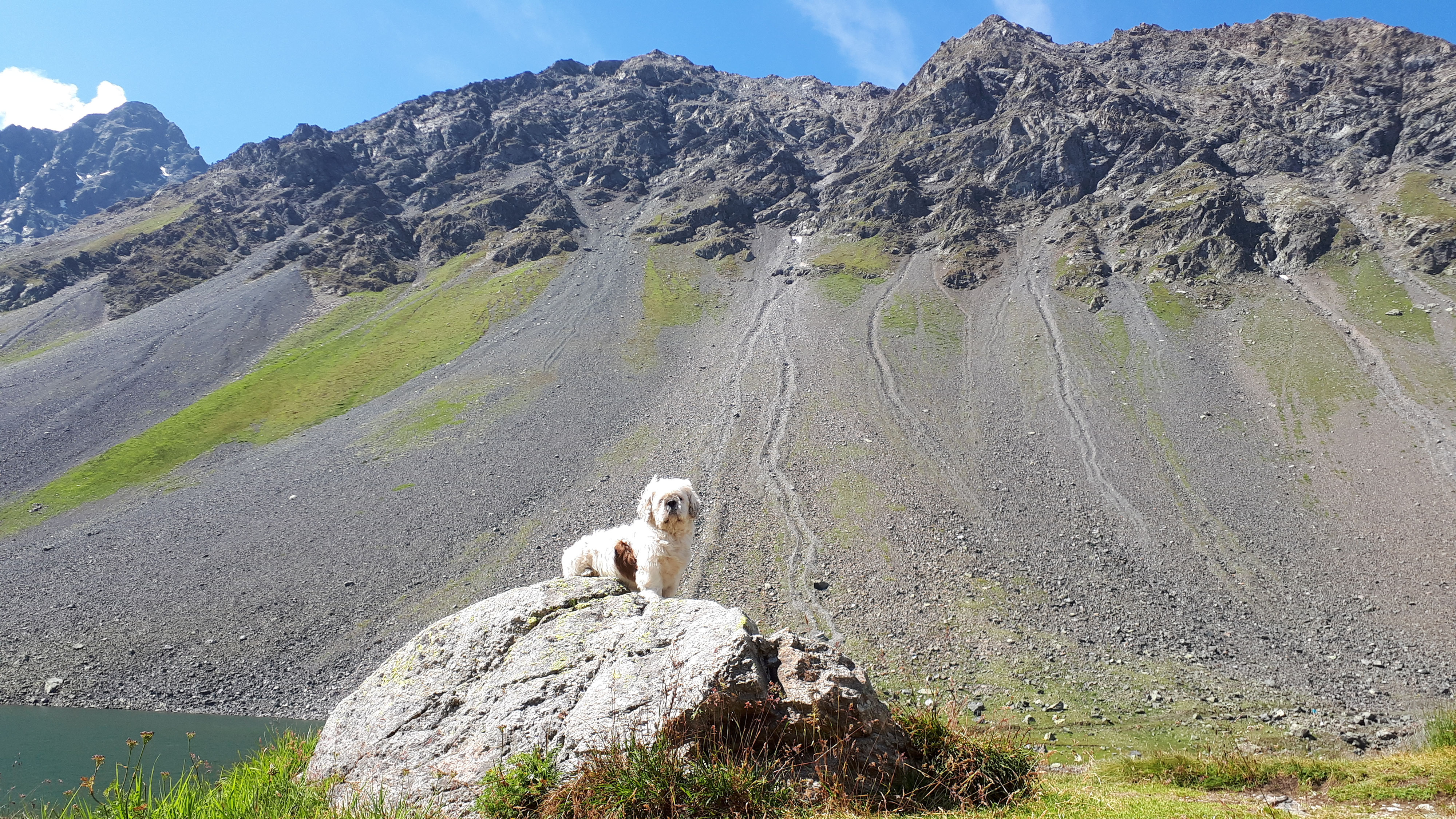 Blog Tierpsychologie für Hund, Katze und Pferd