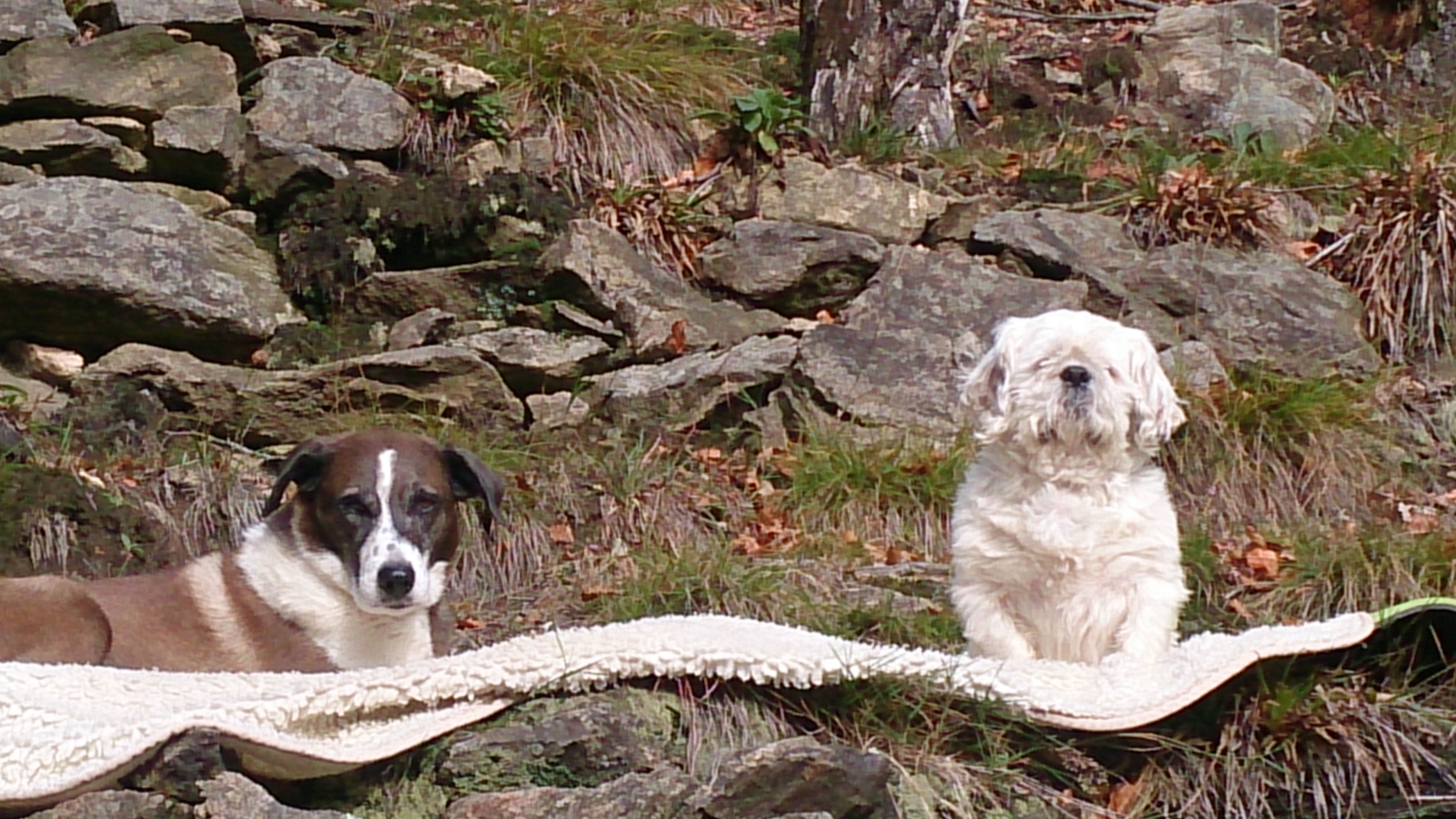 Blog Tierpsychologie für Hund, Katze und Pferd