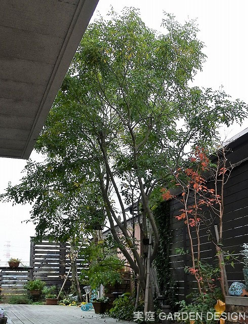 シマトネリコの一本立ち 千葉県の庭 エクステリア 外構の設計 施工 リフォーム工事の専門