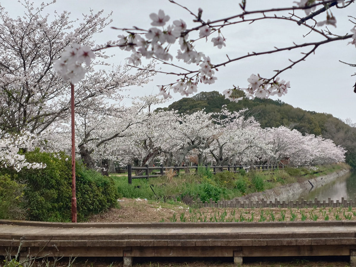 桜 - wincess