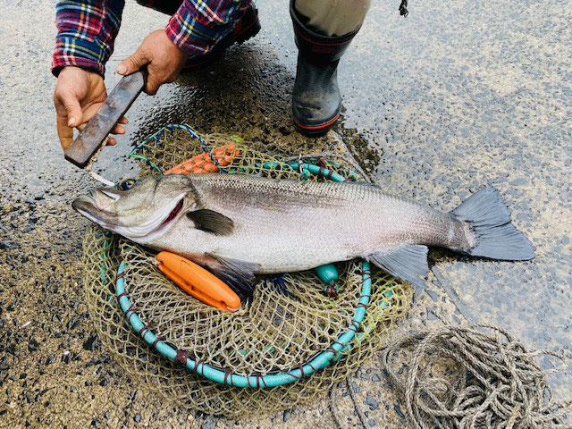 馬渡島 お魚釣れた ななつの島で 宝さがし留学 馬渡島 お魚釣れた ななつの島で 宝さがし留学