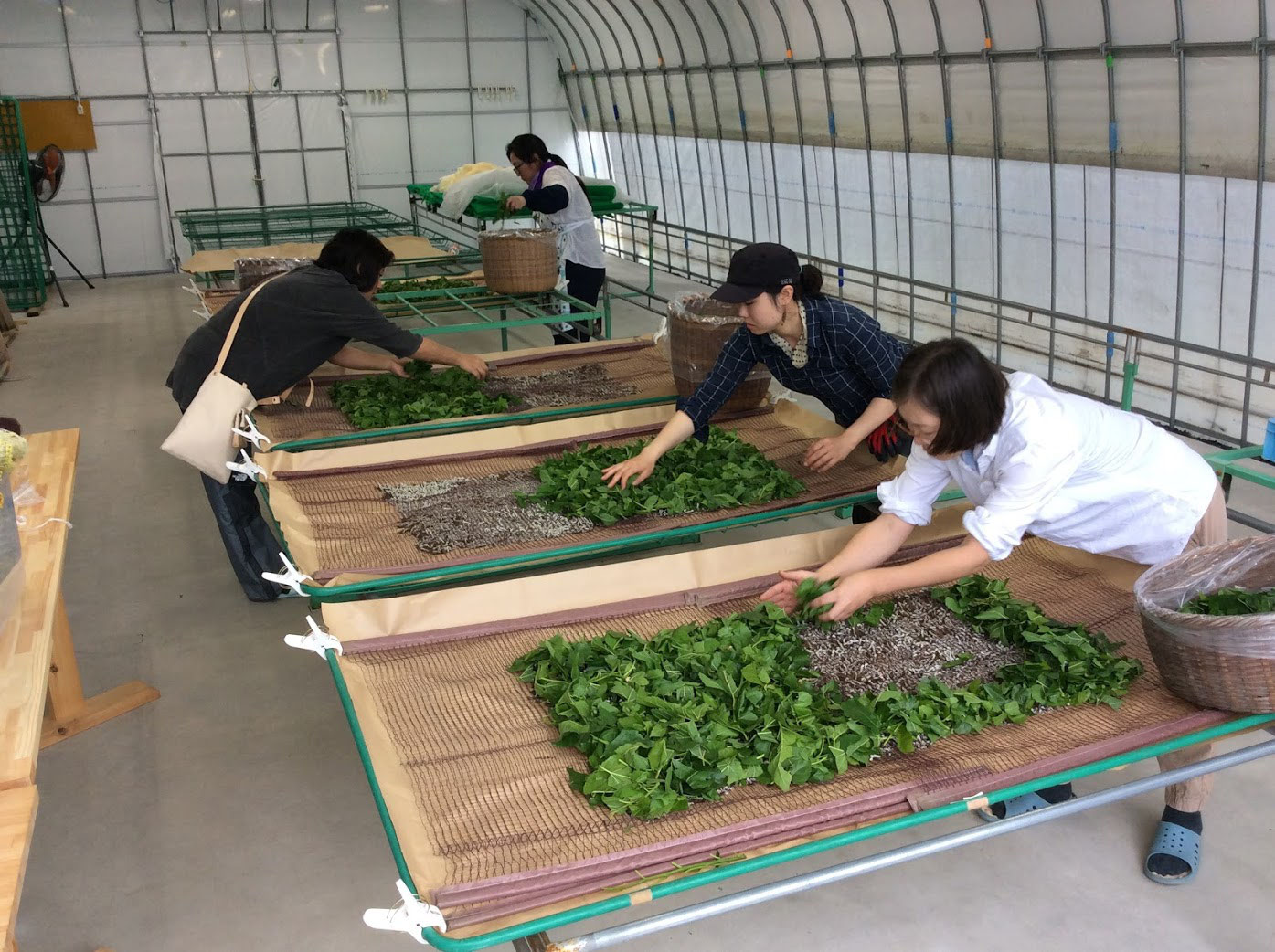 つどえ、蚕の星のもとに！〜2019年養蚕WS【春蚕】  ①〜