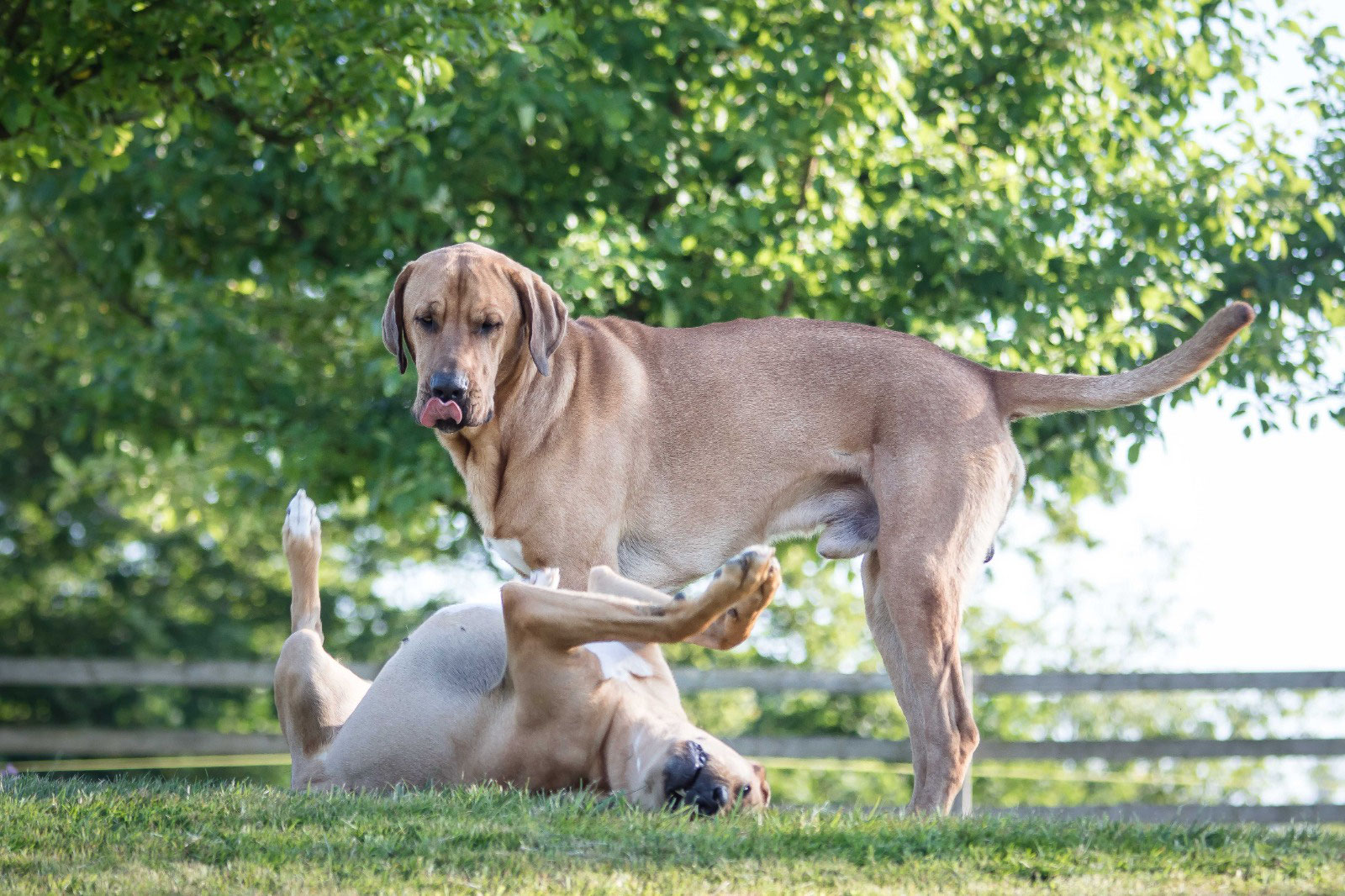 Swiss Dog Show Aarau Baily ️ und Basil ️ waren dabei Broholmer