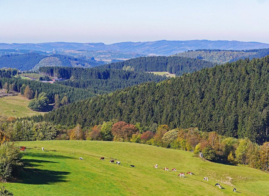 Single sauerland