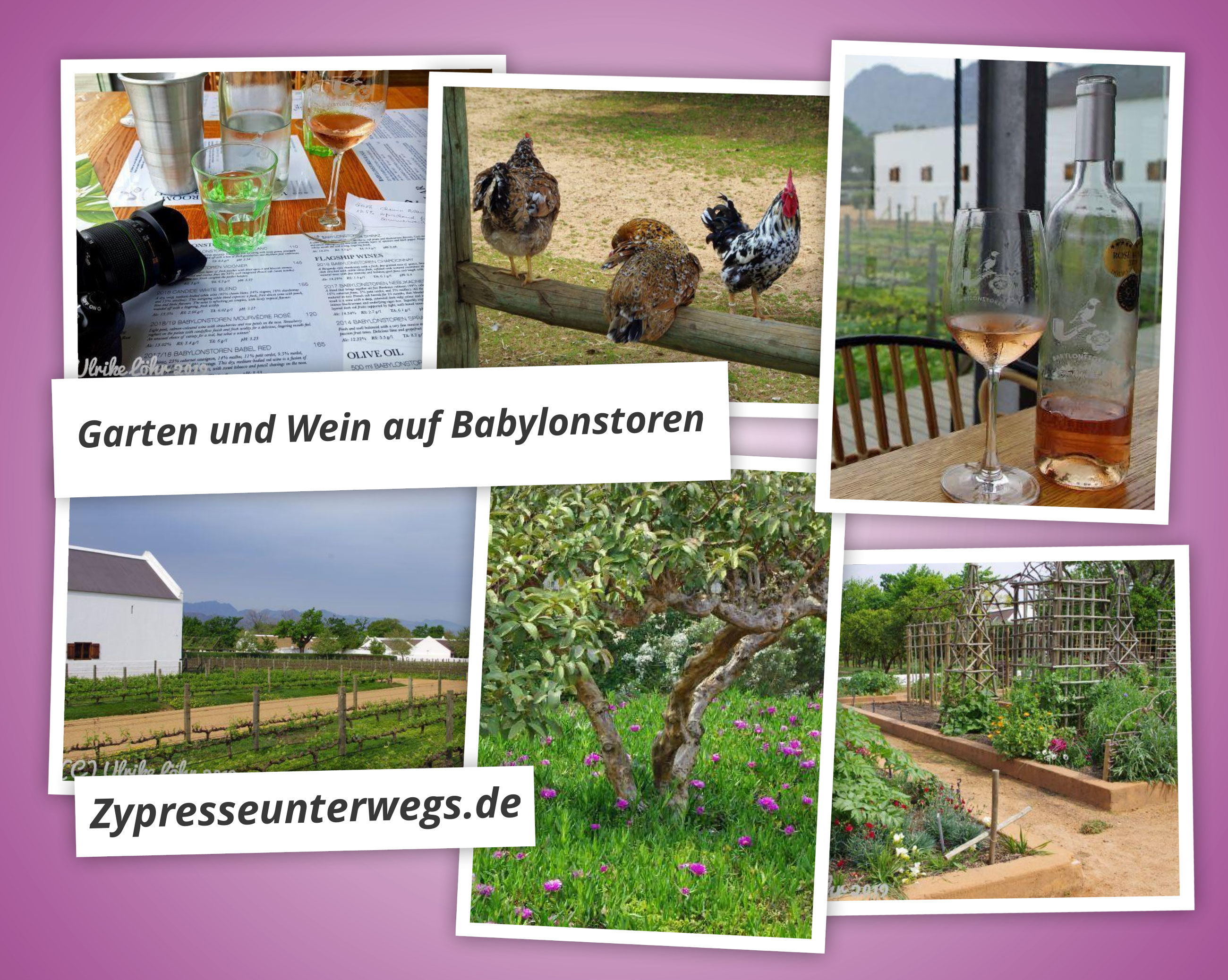 Babylonstoren Garten Wein Sudafrika Zypresse Unterwegs
