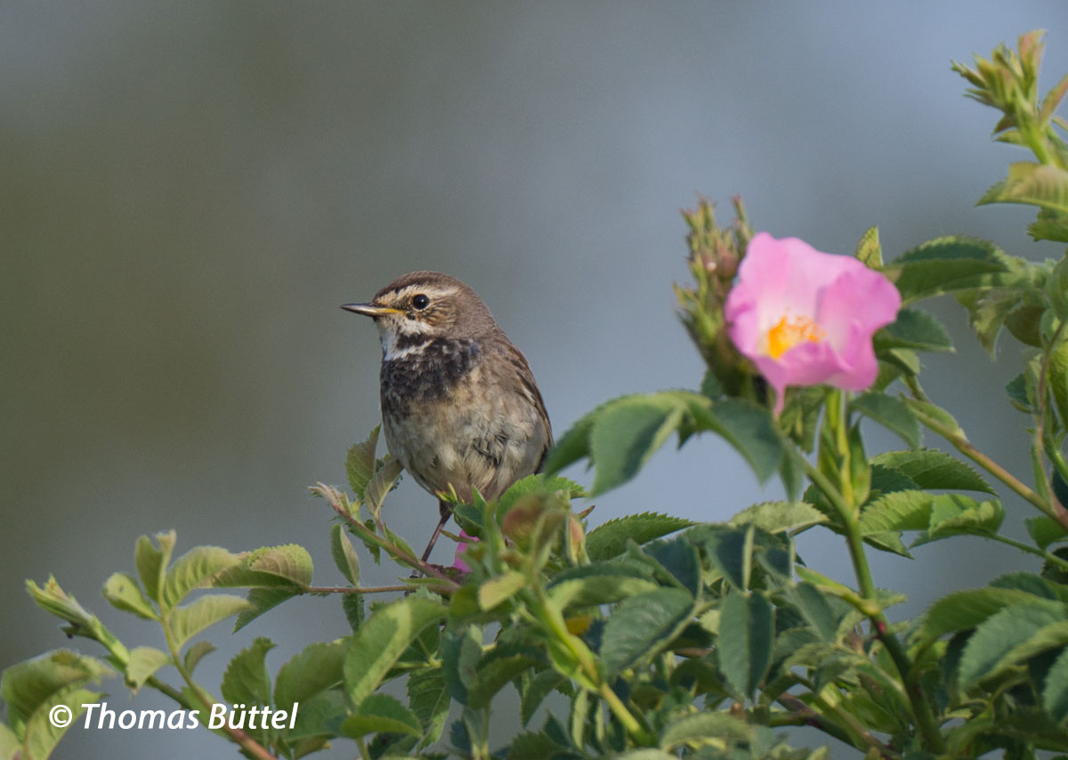 Morgenstund Hat Gold Im Mund Englisch www.birdingfranconia.de