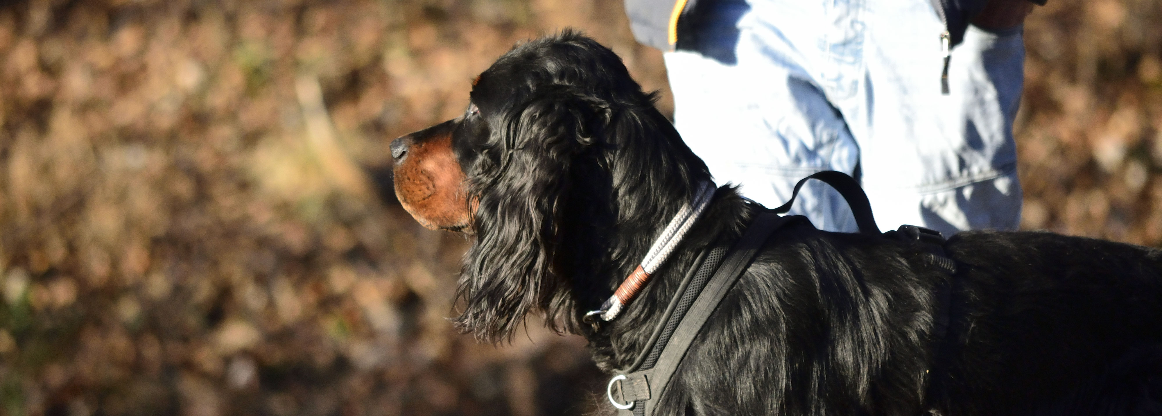 Hunde müssen dürfen können NatürlichHund, die Hundeschule für Mensch