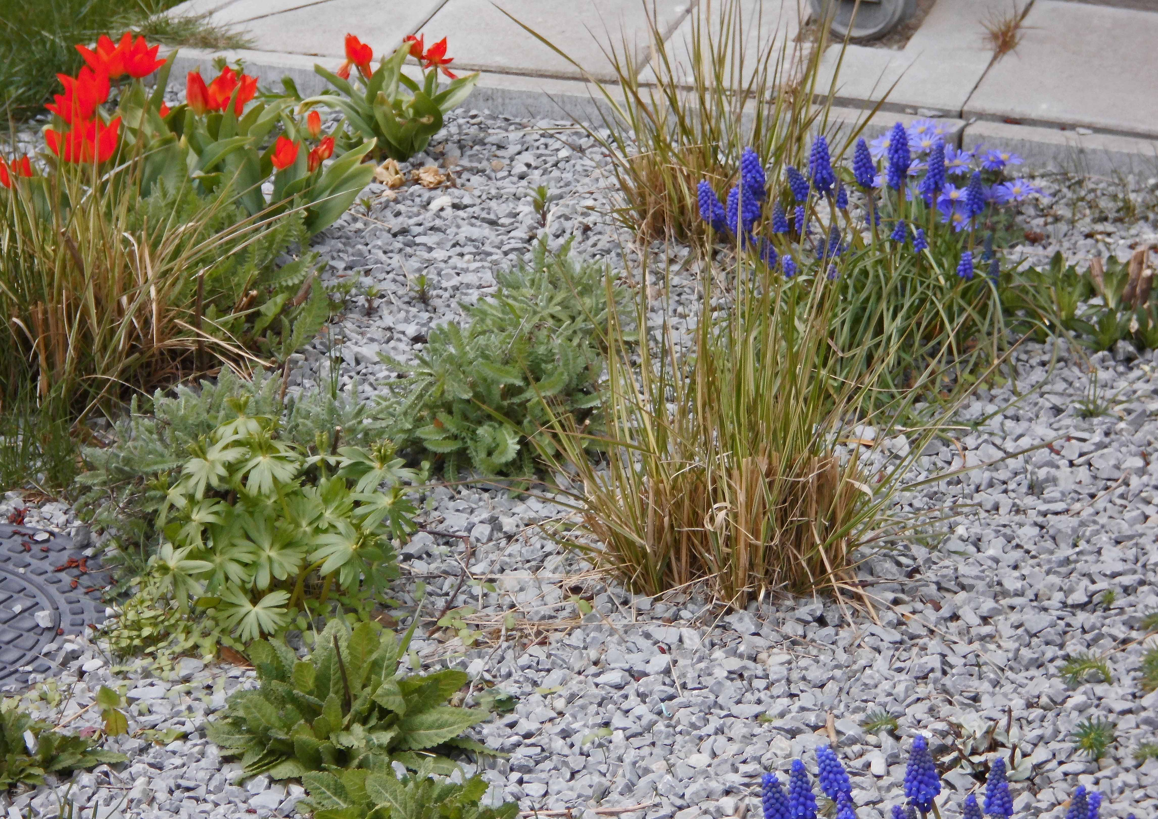 Kies Und Trockengarten Passend Zum Heissen Sommer Inspirierende Gartenwelten Gartenberatung Gartenplanung Gartenblog Seminare