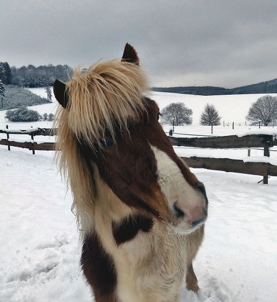 Finding a soul horse's successor Icelandic Horse Diary
