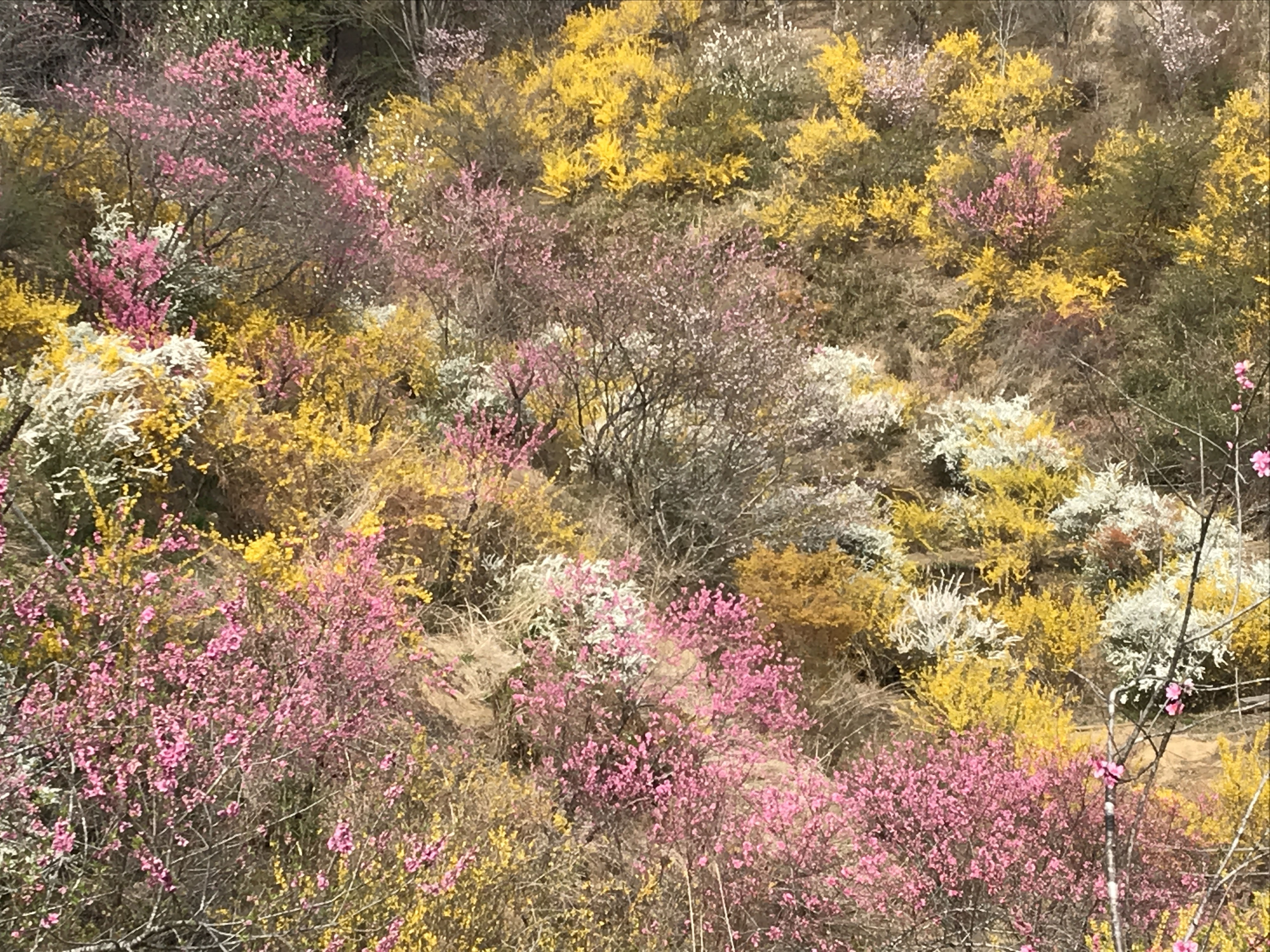 山の中の一軒家　長谷押し花アート 押し花アート✿ | 【公式】有料老人ホーム・高齢者向け住宅