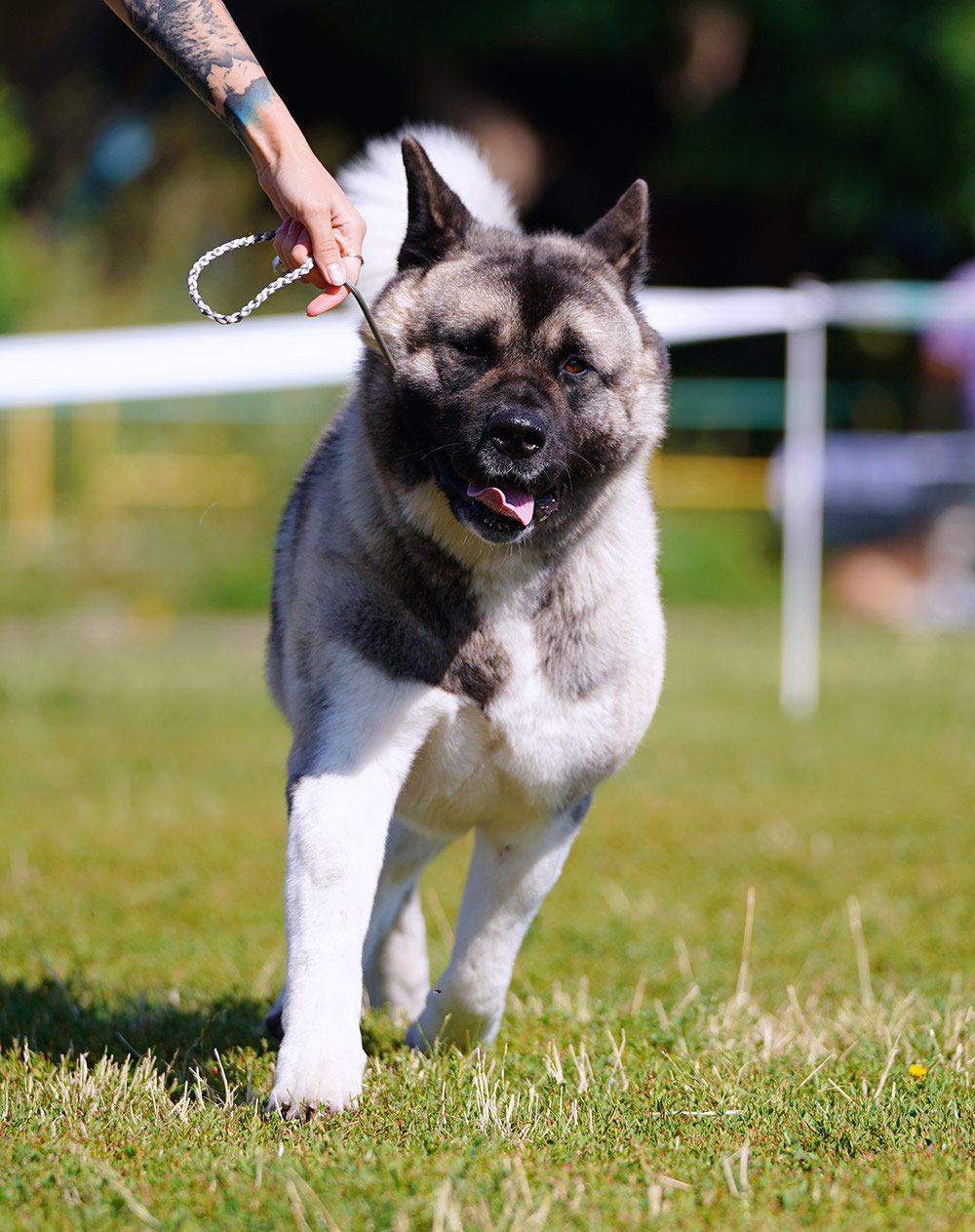 IDS Kharkov Ukraine American Akita American akita ALL FOR ALMIGHTY