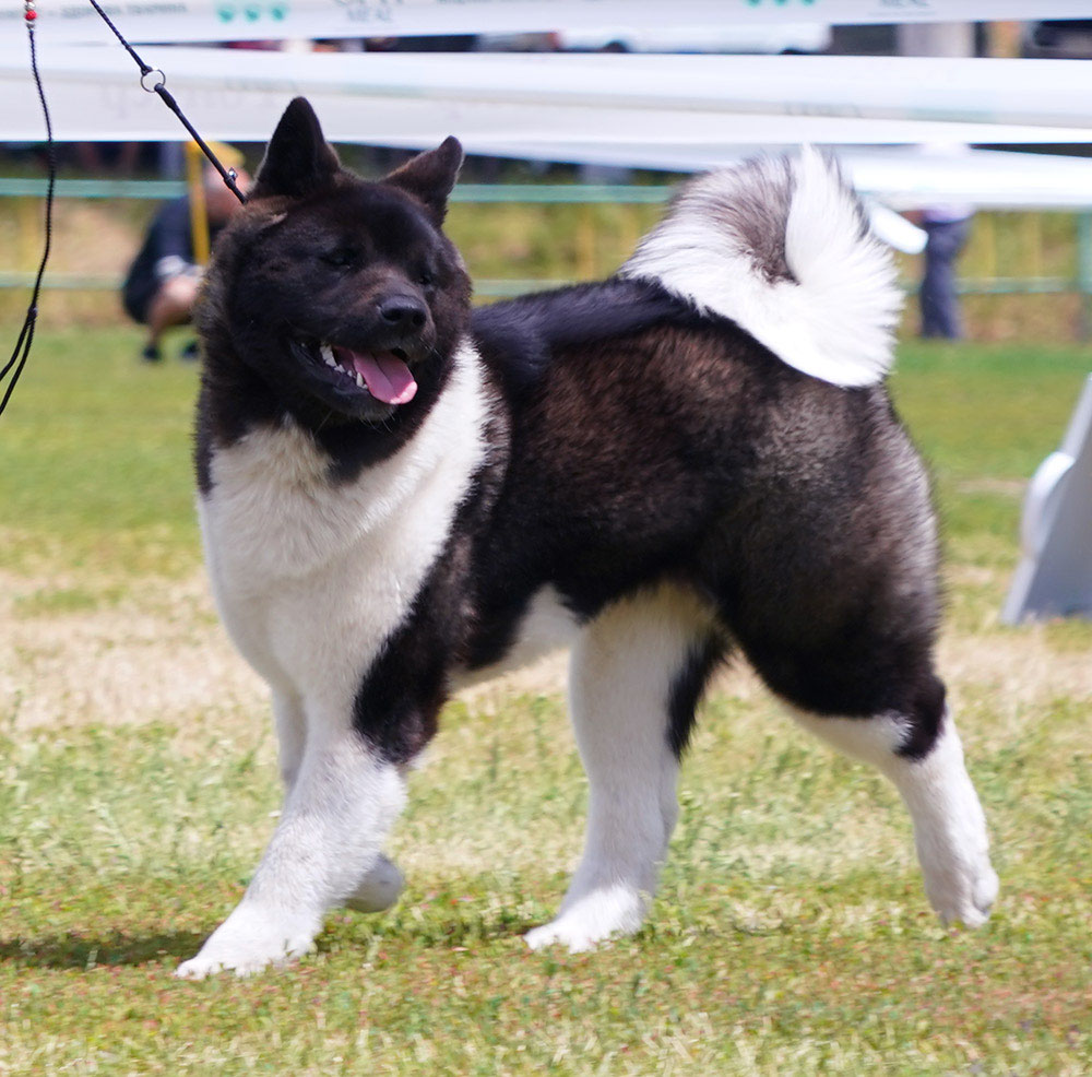 INTERNATIONAL DOG SHOW & NATIONAL DOG SHOW in KHARKIV. BIS JUNIOR 3