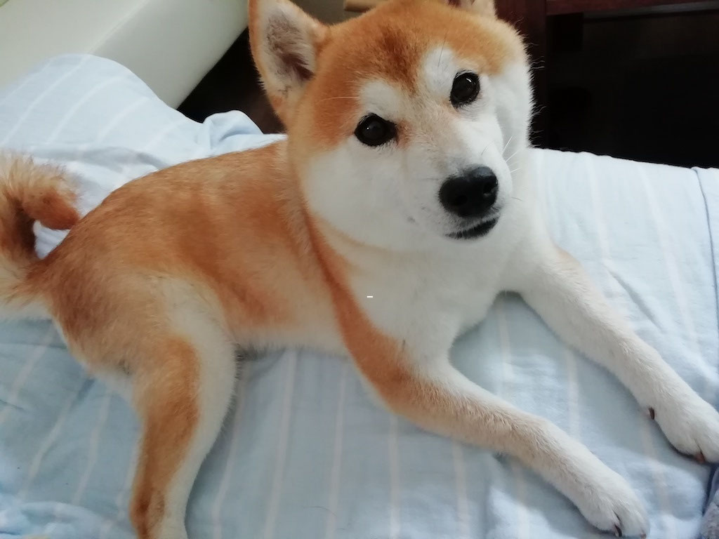 イヴ 柴犬 心からの演技ができるペットタレントモデル イヴ 柴犬 心からの演技ができるペットタレントモデル