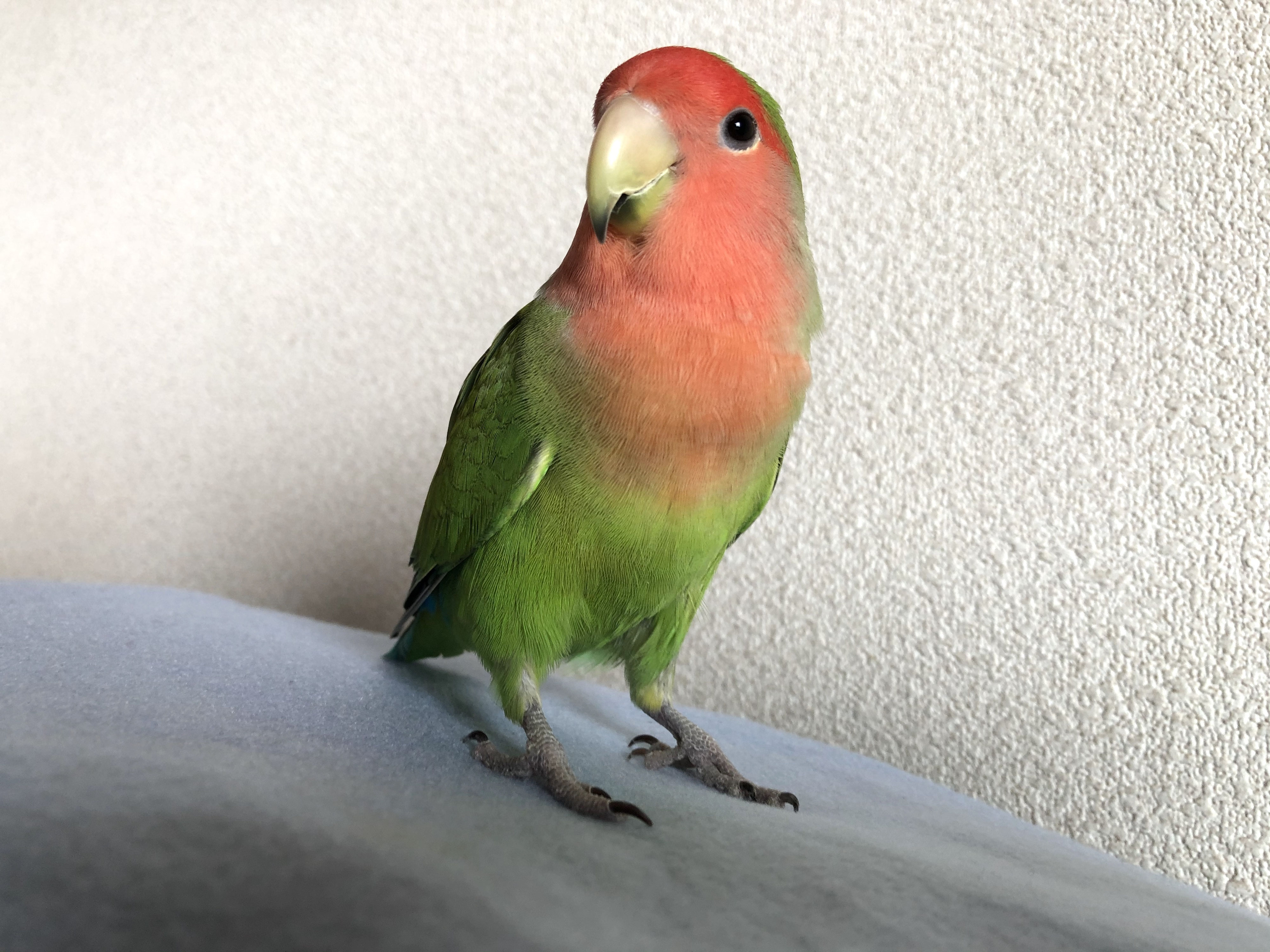 さくら コザクラインコ 心からの演技ができるペットタレントモデル