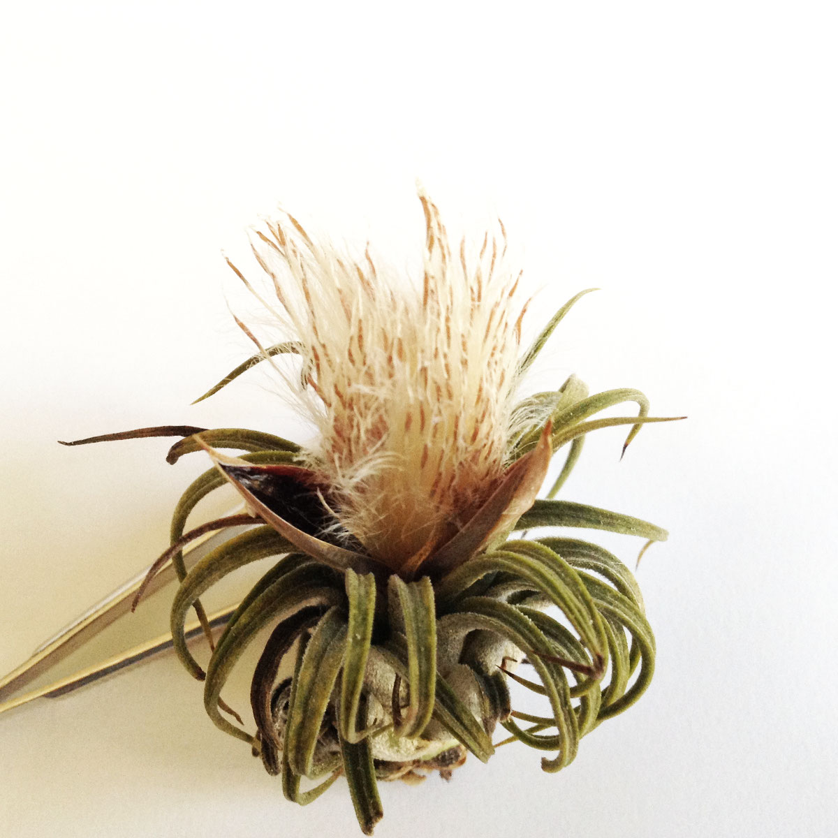 Growing Air Plants From Seeds PASiNGA concrete decor & jewellery displays