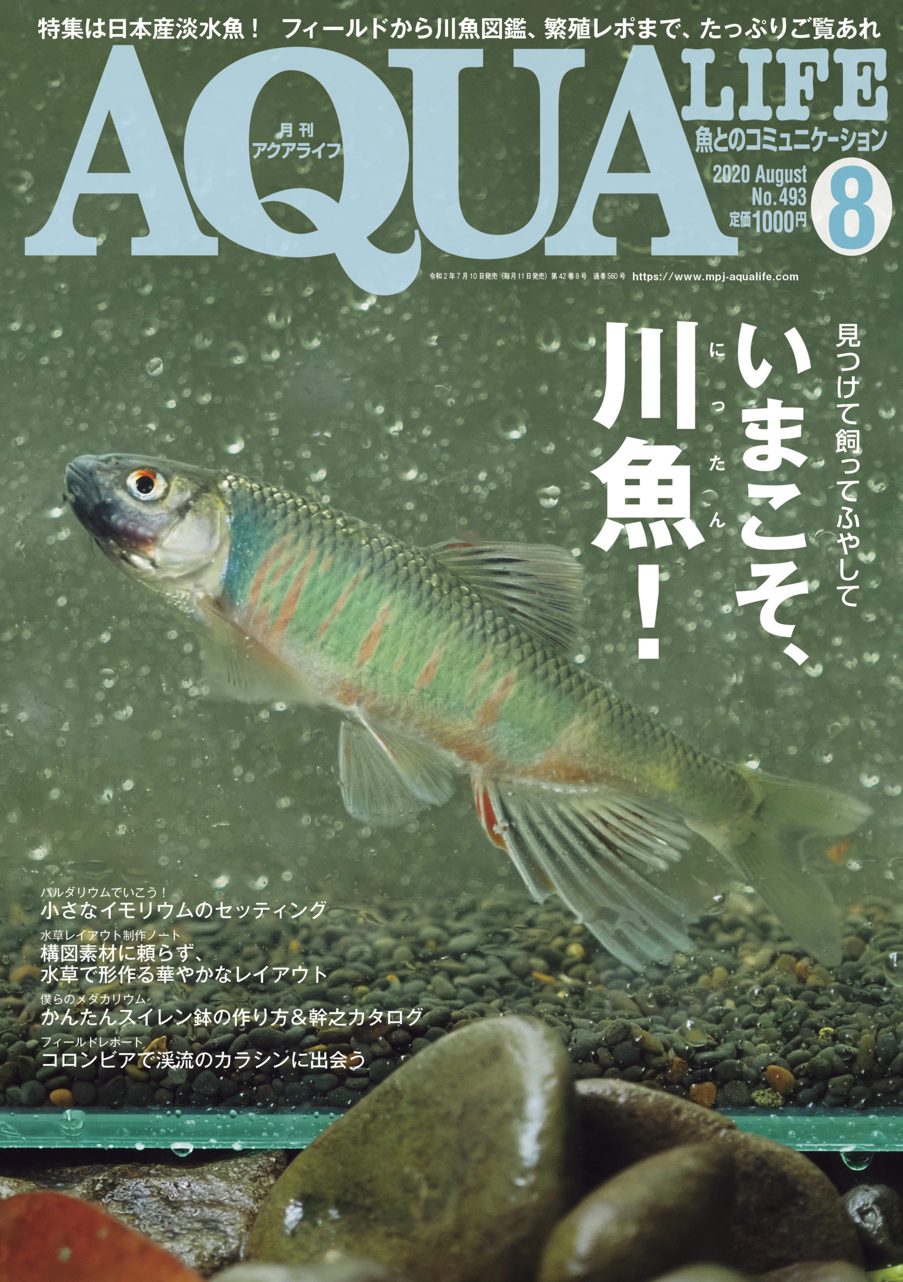 7 9 アクアライフ年8月号入荷のお知らせ ご購入はこちらのページからお願いします 観賞魚の通信販売 川村淡水魚販売