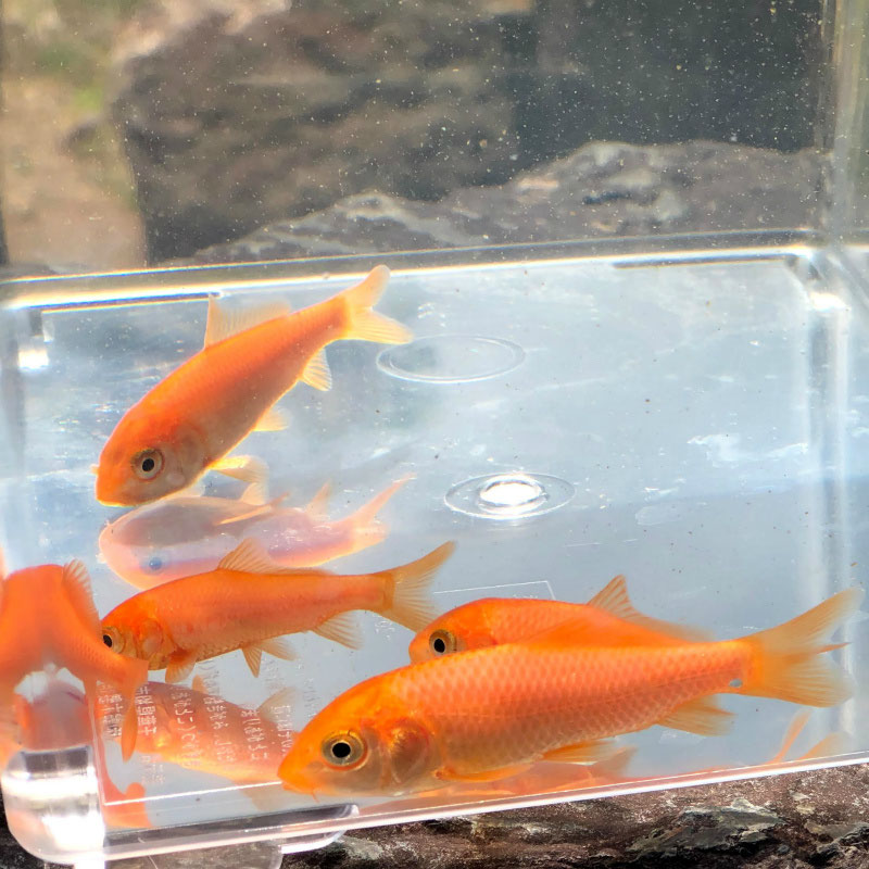 2 9 入荷情報 観賞魚の通信販売 川村淡水魚販売
