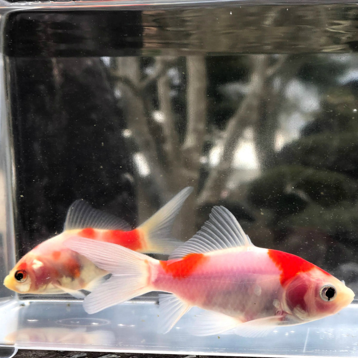1 22 入荷情報 観賞魚の通信販売 川村淡水魚販売 1 22 入荷情報 観賞魚の通信販売 川村淡水魚販売
