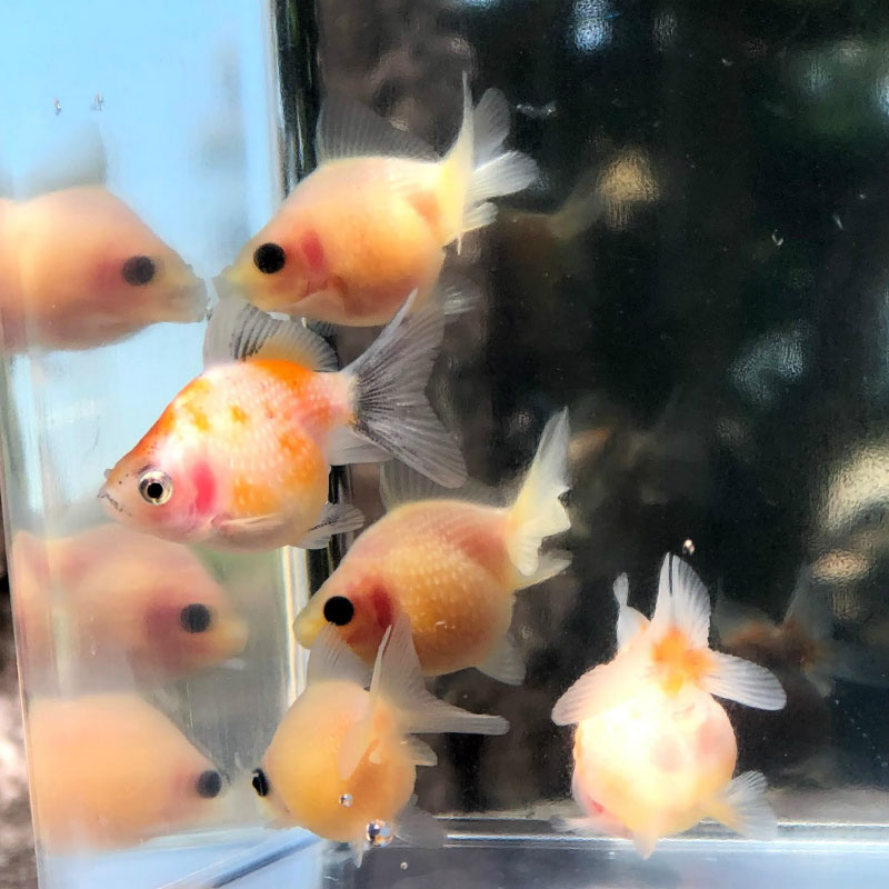 5 12 入荷情報 観賞魚の通信販売 川村淡水魚販売