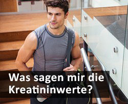 Was Sagen Mir Die Kreatininwerte Lionsports