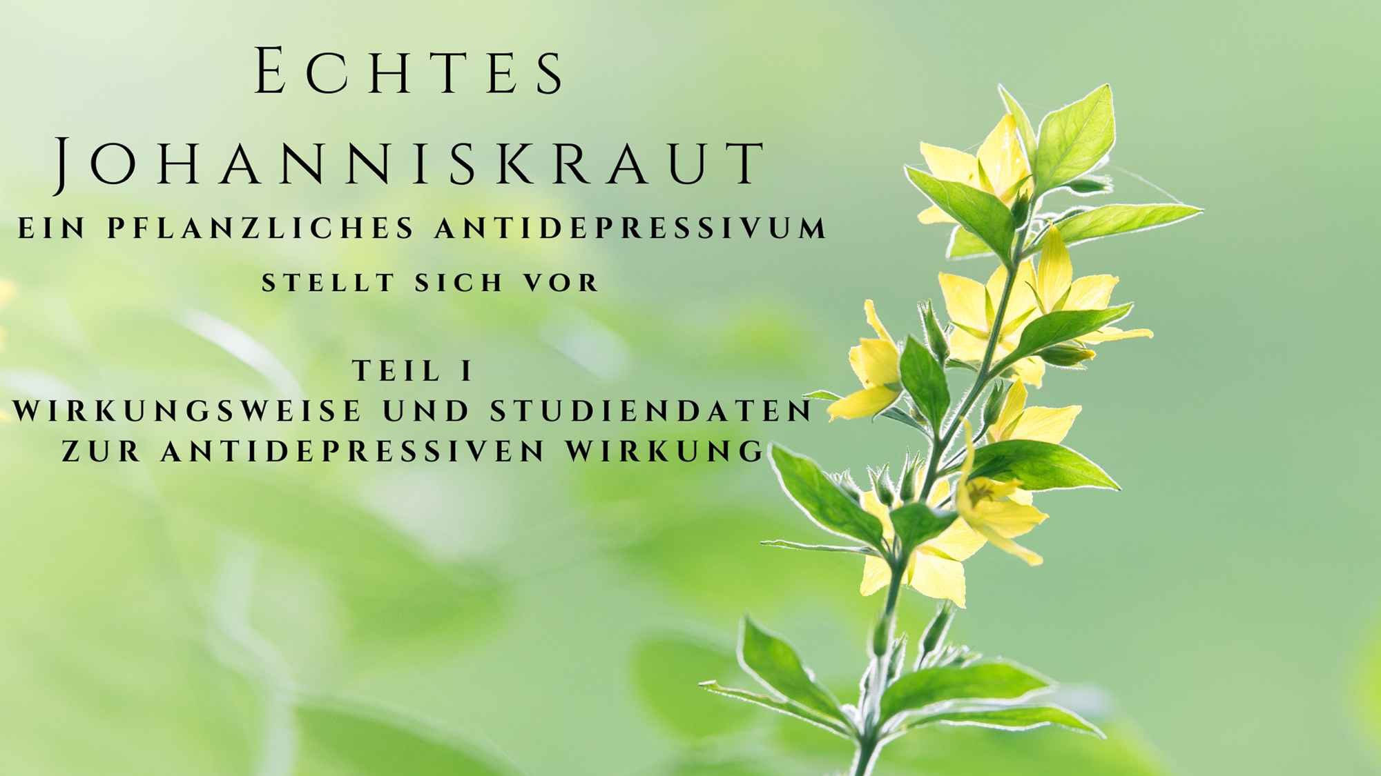 Echtes Johanniskraut Ein Pflanzliches Antidepressivum Stellt Sich Vor Teil I Webseite Der Ordination Von Dr Anastasios Konstantinidis Msc Facharzt Fur Psychiatrie Und Psychotherapeutische Medizin Psychiater Wien
