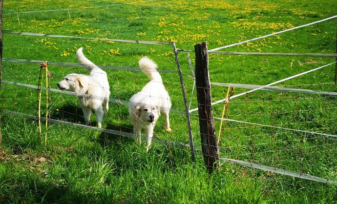Wachsamer Hund oder fester Zaun? NABU Goslar