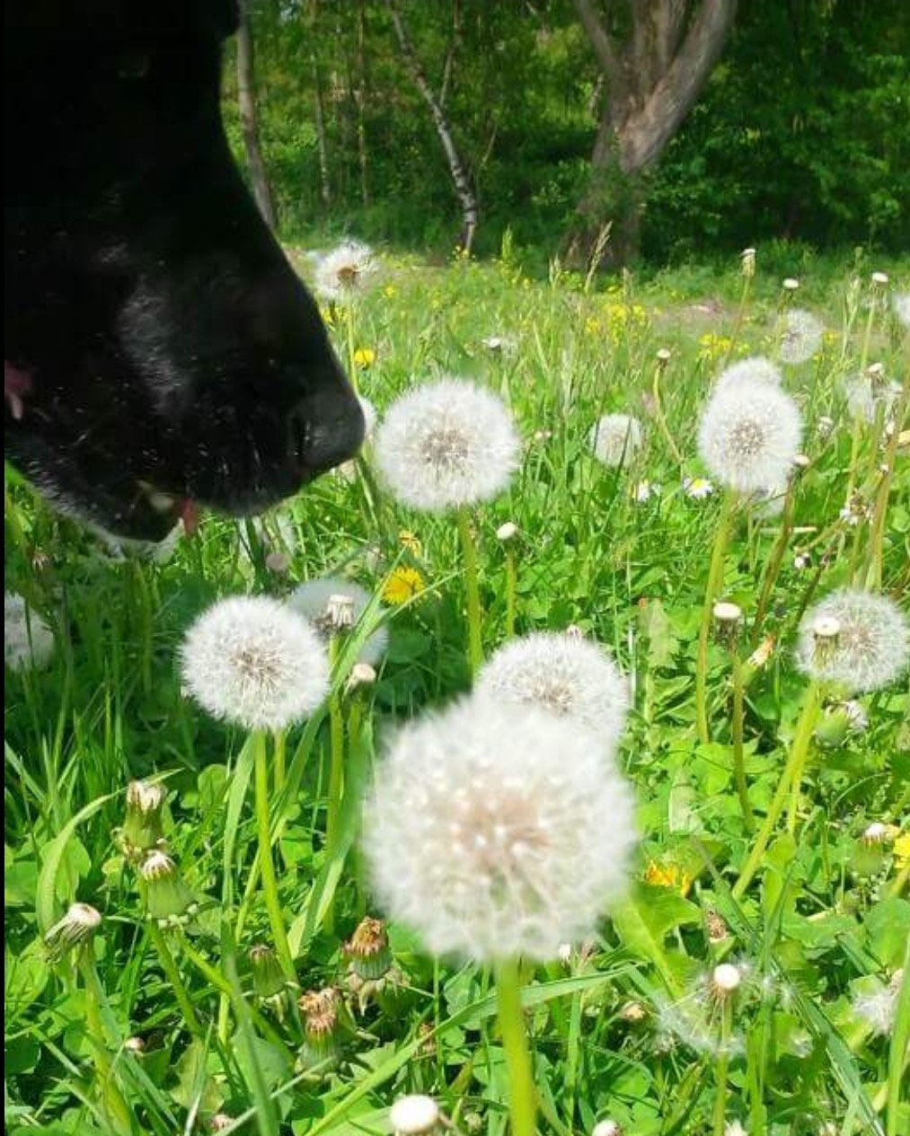 Löwenzahn für Hunde Dogwalking, Ernährungsberatung, Verhaltensberatung