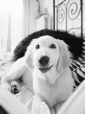 Welpe Oder Alter Hund Alles Rund Um Die Stubenreinheit Hundeschule Munchen Weltstadt Mit Hund