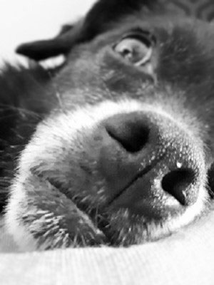 Hund Rohe Kartoffel