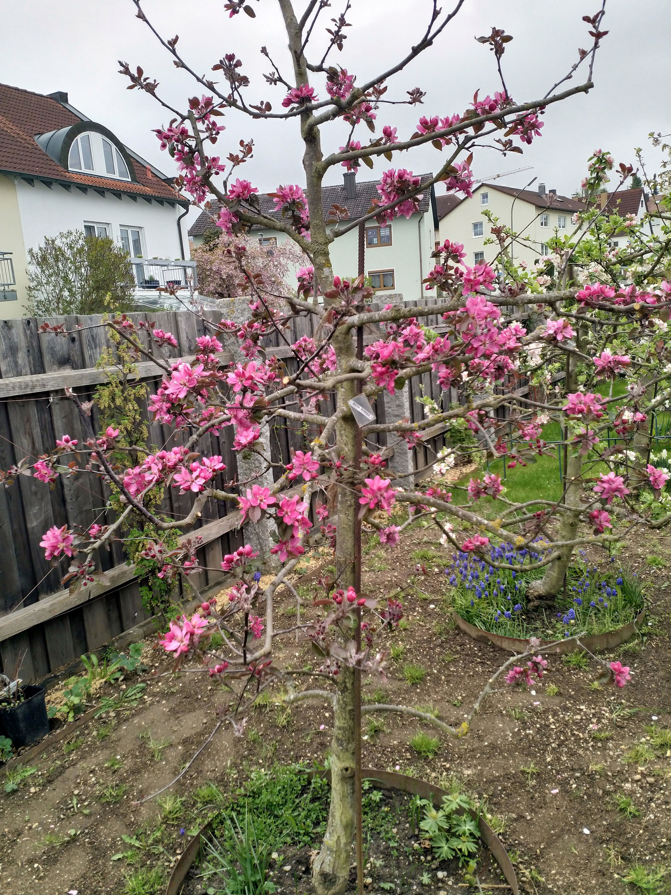 Zwergobstbäume Kreisverband Gartenkultur Pfaffenhofen