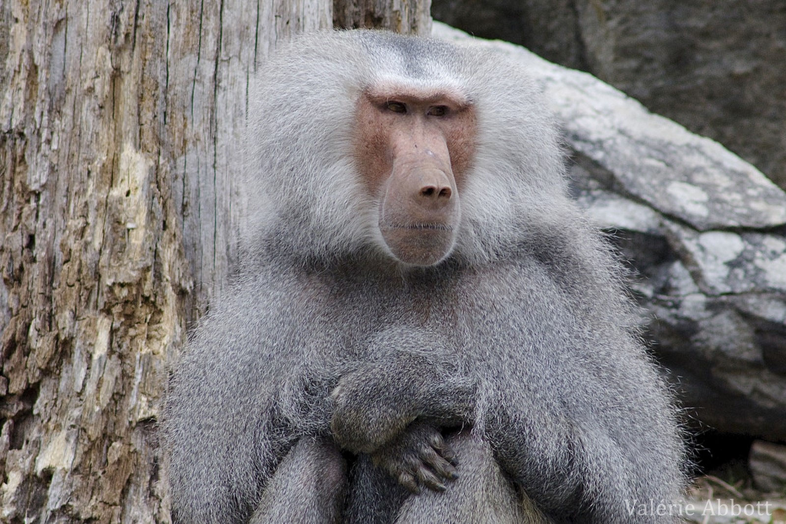 L Hamadryas Ce Singe Sacre Au Pelage Argente Diconimoz