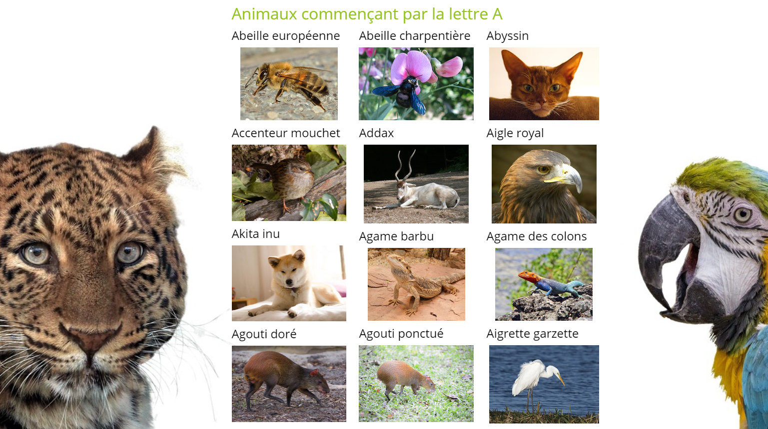 Liste De Tous Les Animaux Du Monde Avec Photo www.diconimoz.com