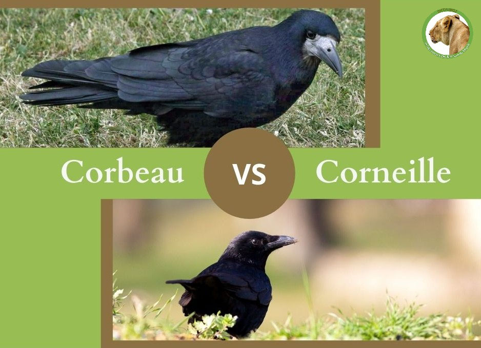 Ne Confondez Plus Le Corbeau Et La Corneille Liste Animaux Com Ne Confondez Plus Le Corbeau Et La Corneille Liste Animaux Com