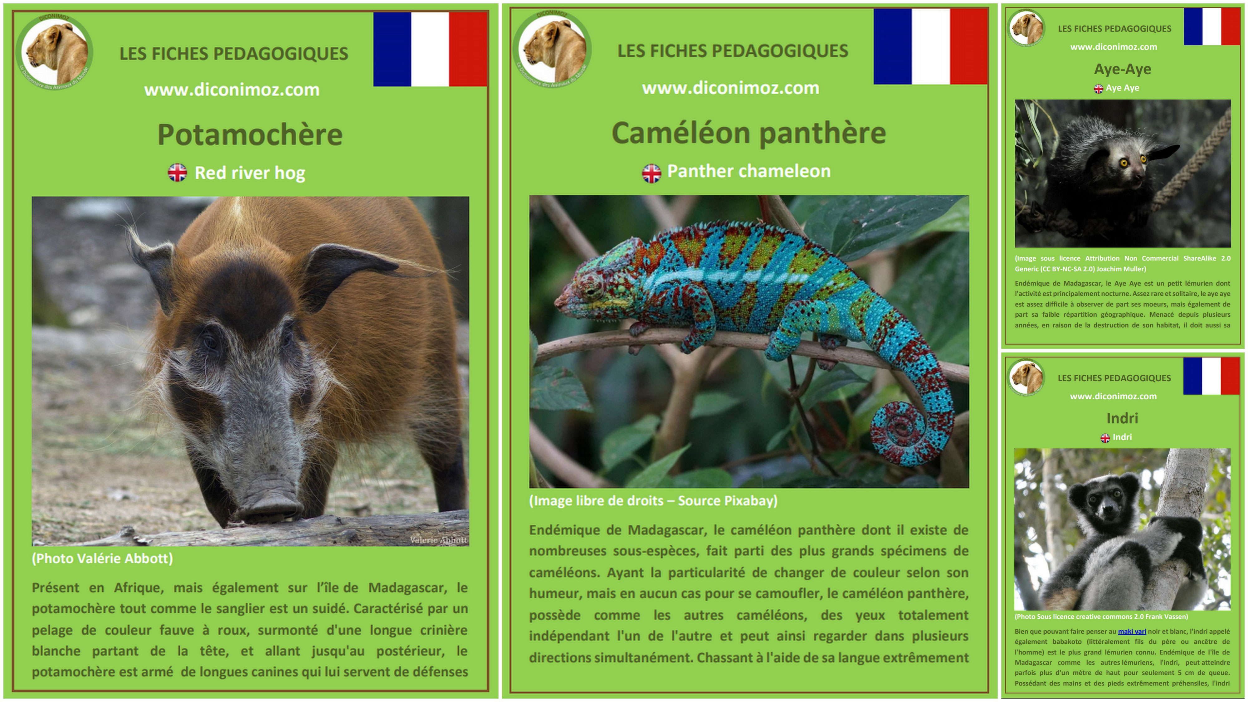 Boeuf Sauvage De L'inde 4 Lettres Ajout de 4 fiches d'identité : les animaux de Madagascar - Animaux