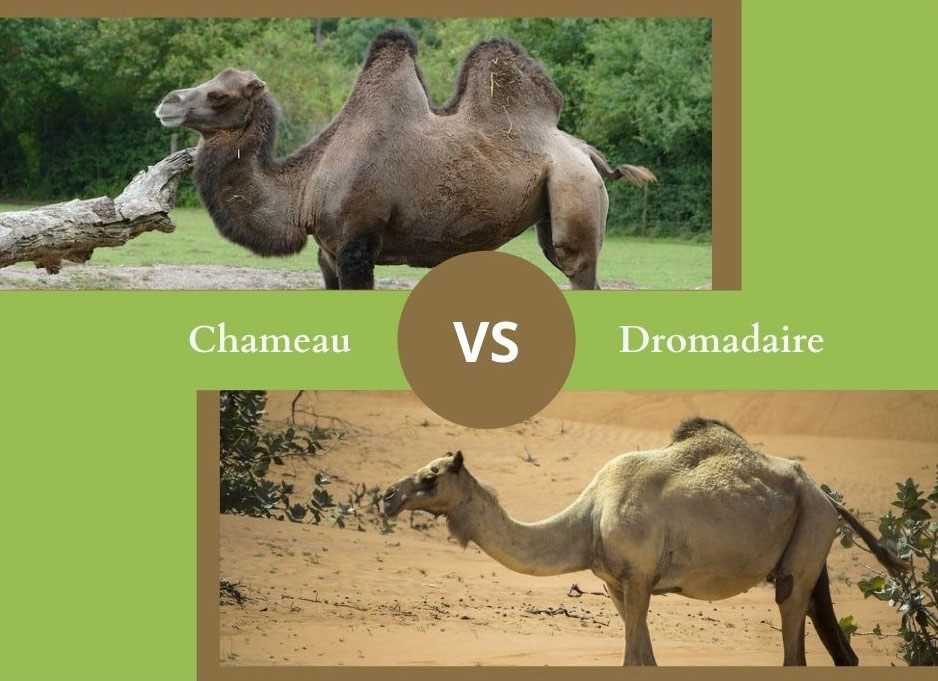 Quelle Est La Différence Entre Un Chameau Et Un Dromadaire NE CONFONDEZ PLUS LE CHAMEAU ET LE DROMADAIRE ! - Dictionnaire des animaux