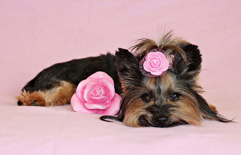 Fiche chien le yorkshire terrier Dictionnaire des animaux