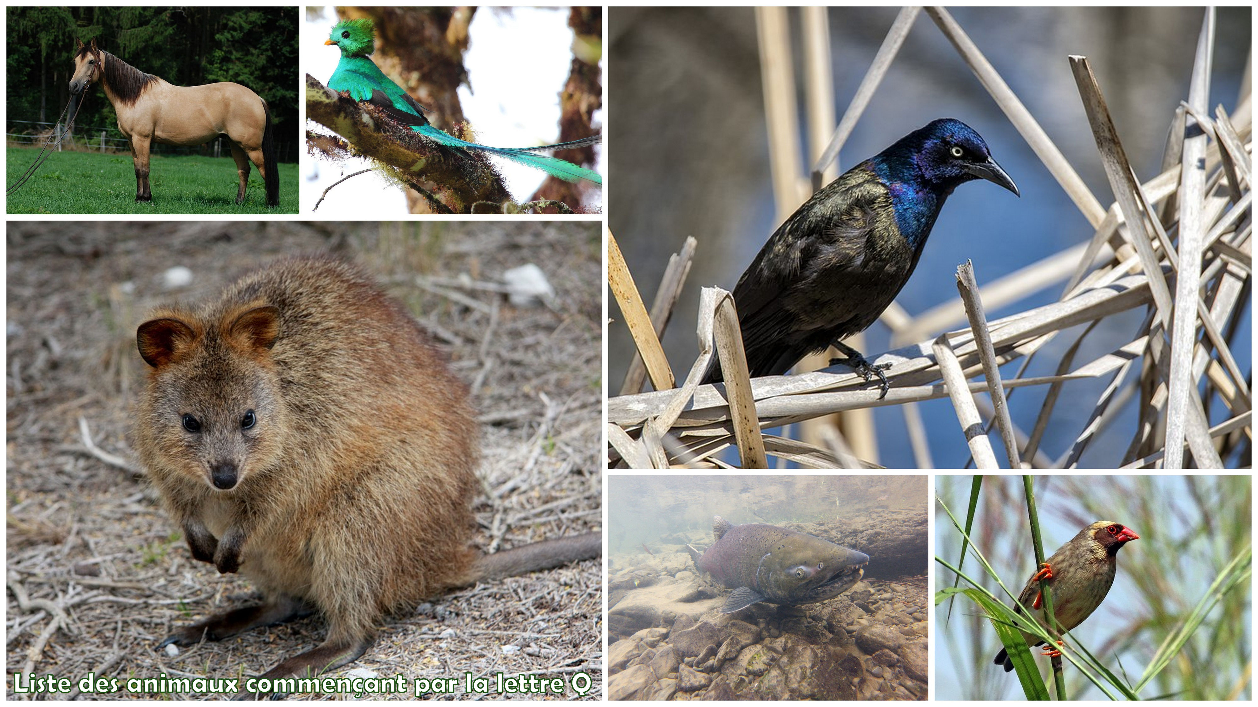 Animal Commencant Par La Lettre Q Les animaux commençant par Q - Dictionnaire des animaux
