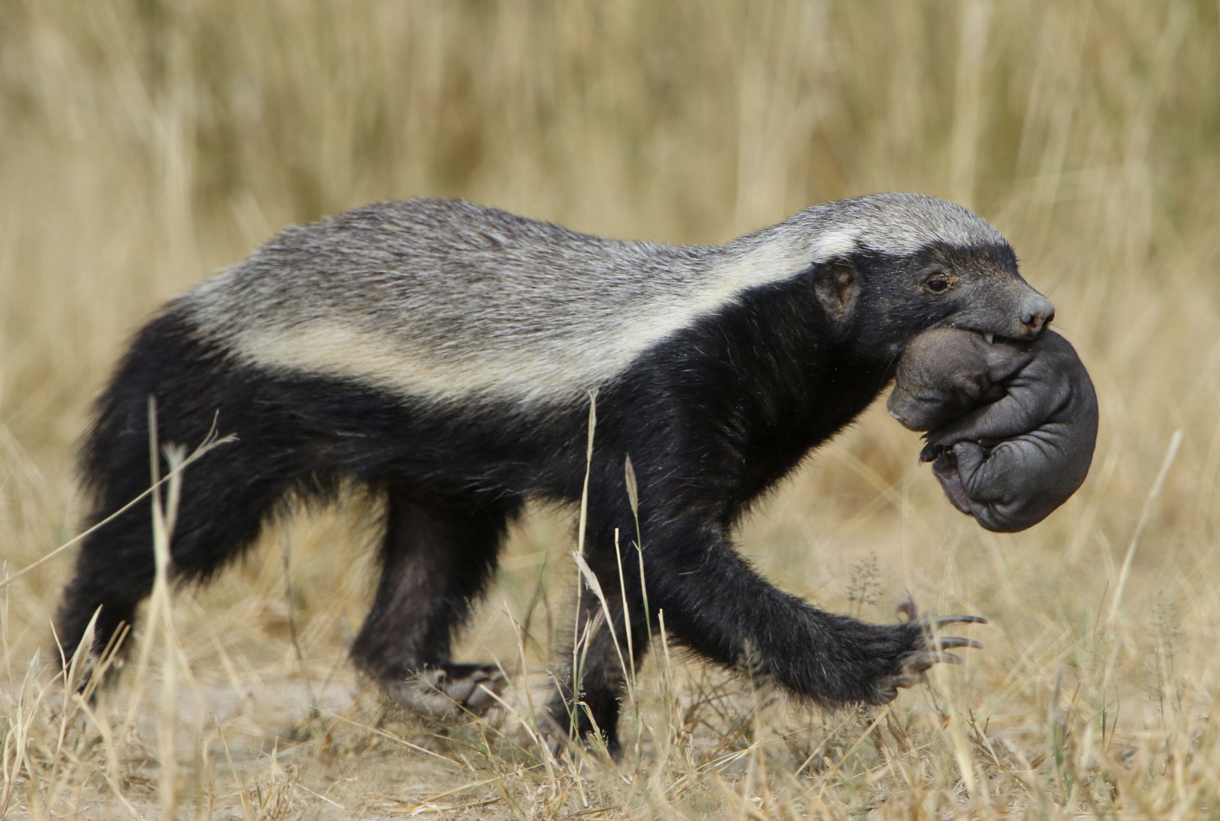 Nouvelle fiche animaux : la zorille du Cap - Animaux sauvages, chats