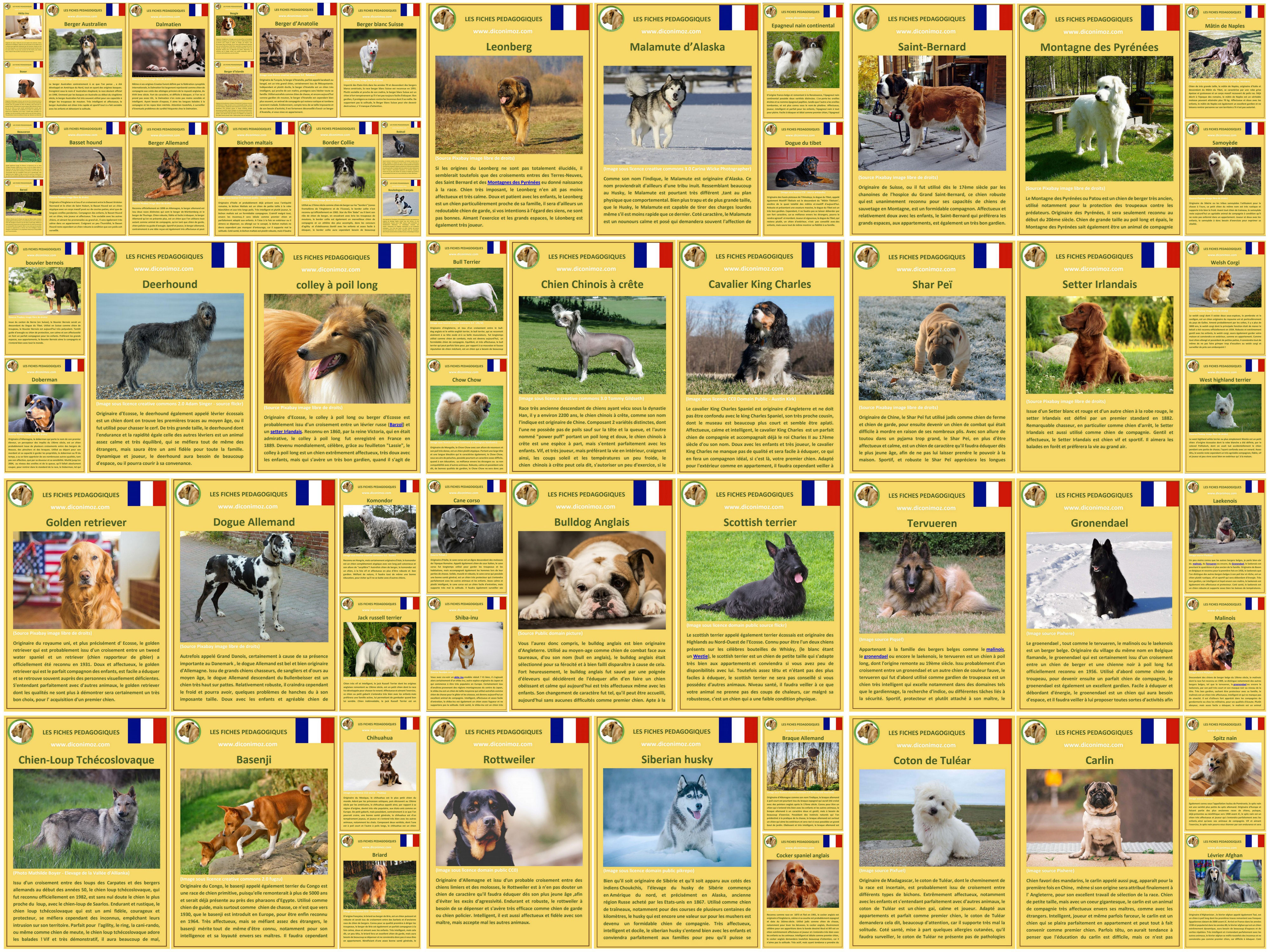 Liste De Tous Les Animaux Du Monde Avec Photo www.diconimoz.com