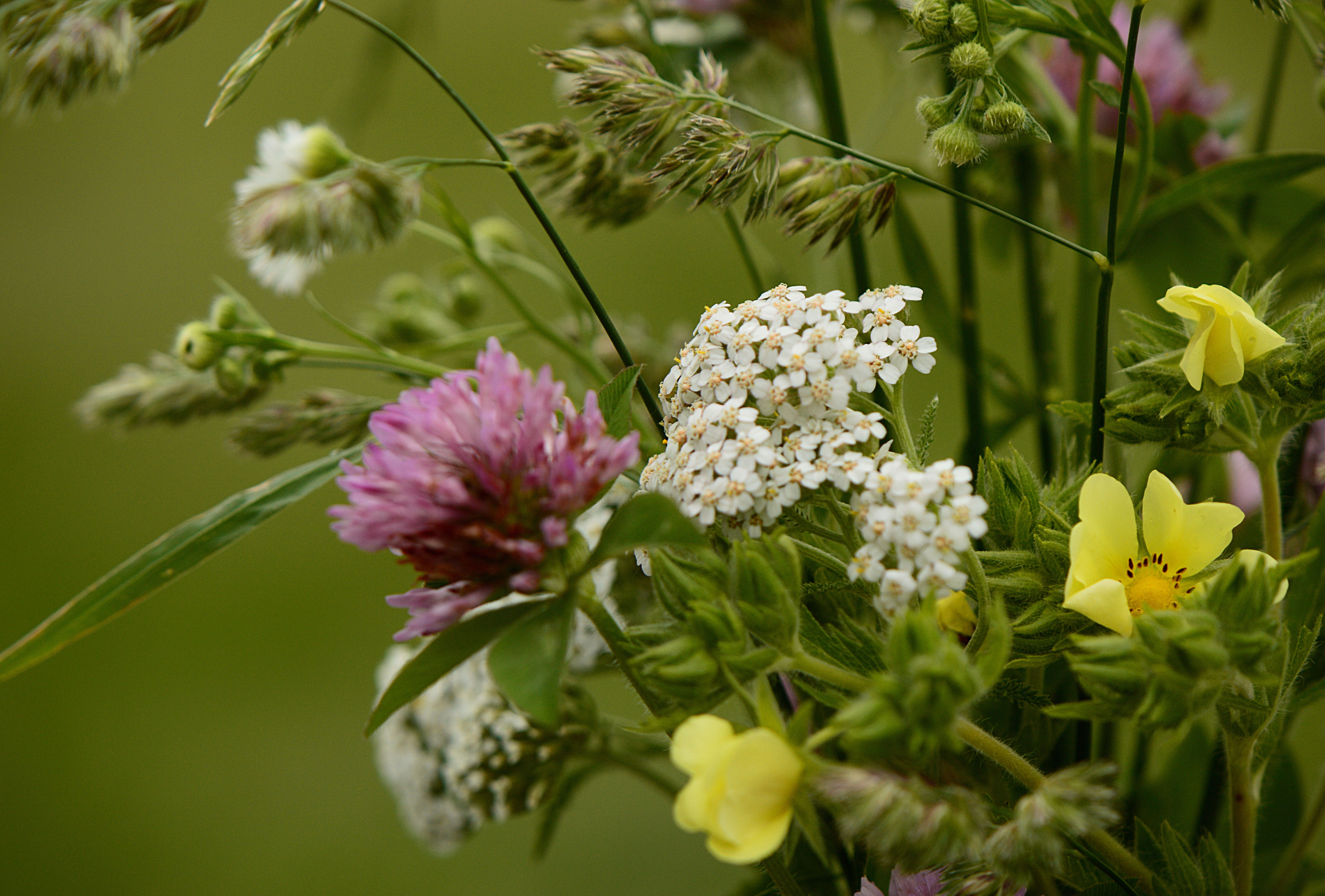 In a Vase A Field of Wildflowers A Small Sunny Garden by Amy Myers
