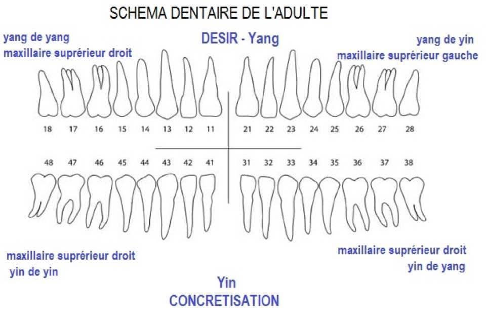 Le langage des dents Catherine ChapellePijcke Soins énergétiques et — free download