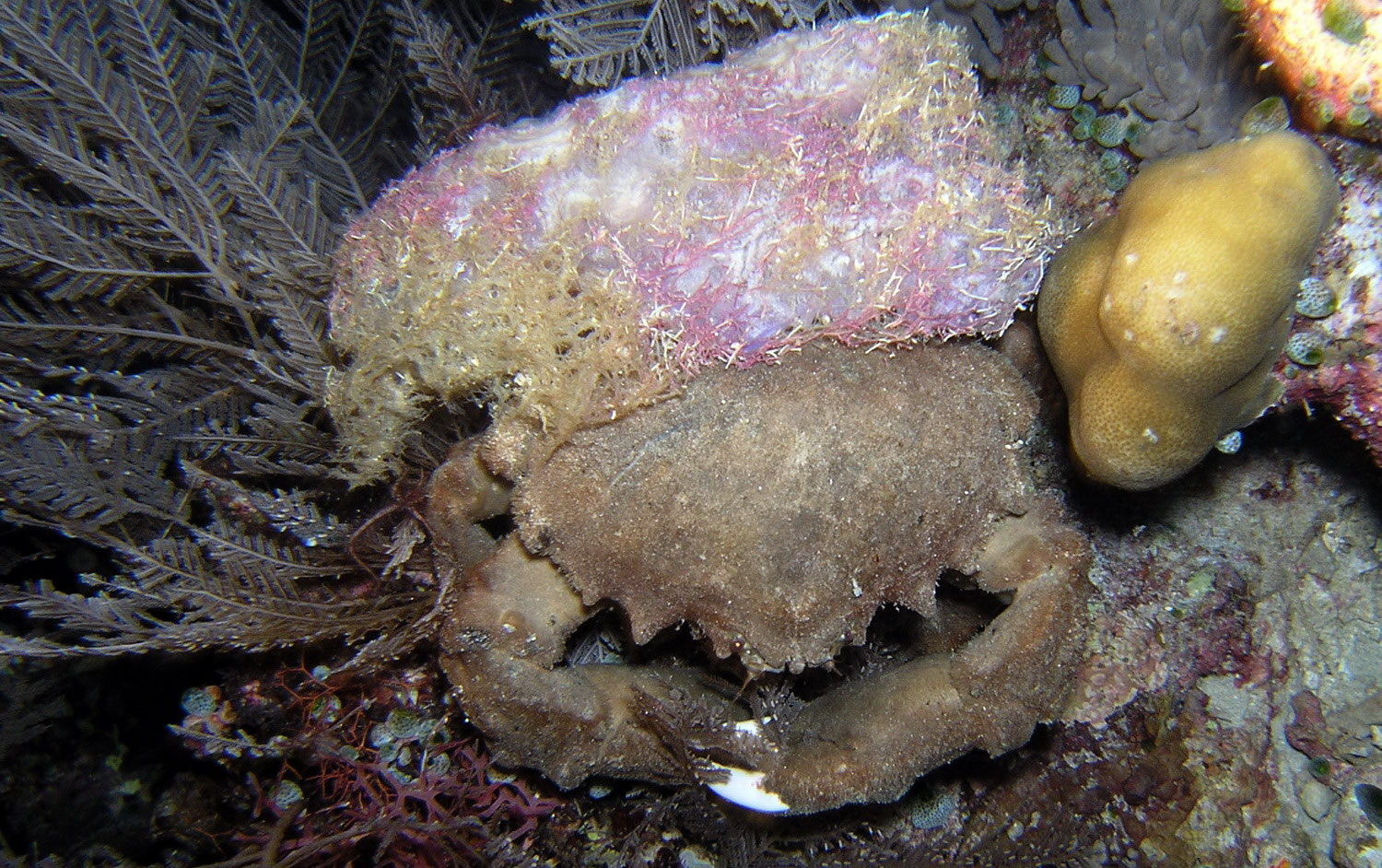 Granchi Decoratori Come Modellare Una Spugna In Un Vestito Mimetico Benvenuti Su Scubamonitor
