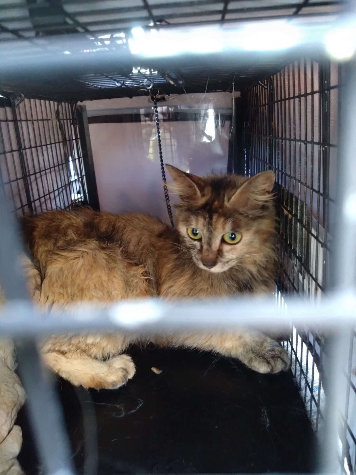 野良猫が通りで食べている。 ボランティアの食べ物を食べる、ホームレスで飢えた街猫のグループ。 野良猫のグループに餌を与えること、動物保護、養子縁組のコンセプト写真素材1852585498  | Shutterstock, image size:1238x1650